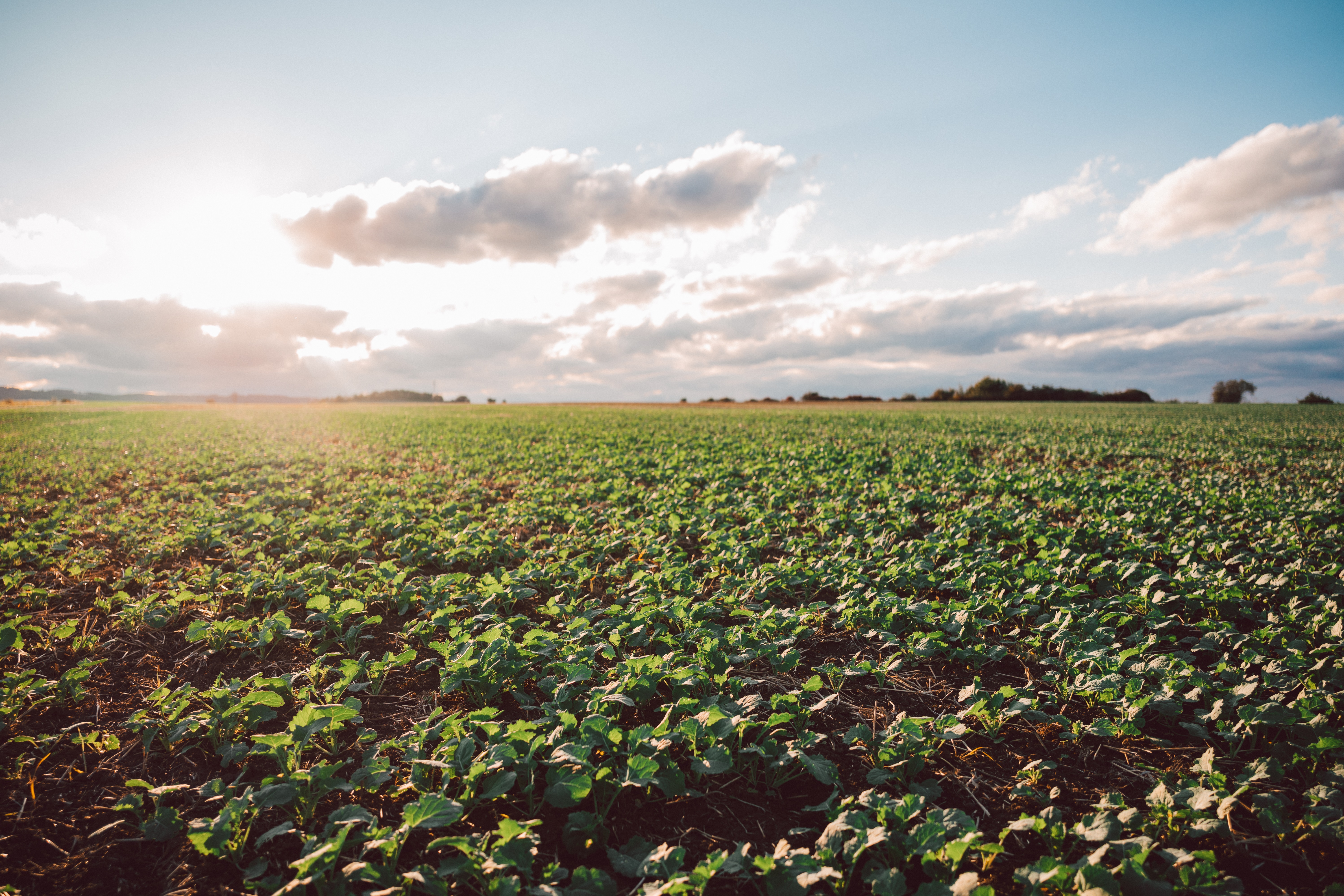 BP_05-rapeseed_youth_development-stage.jpg