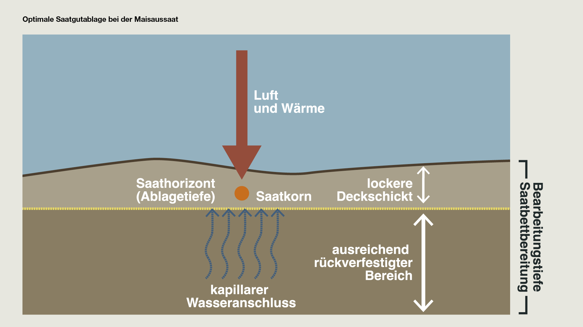 Optimale Saatgutablage bei der Maisaussaat