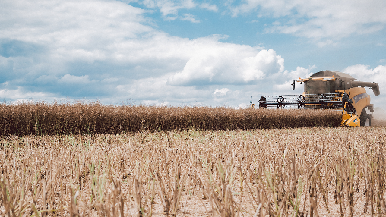 Fruchtfolge mit Raps