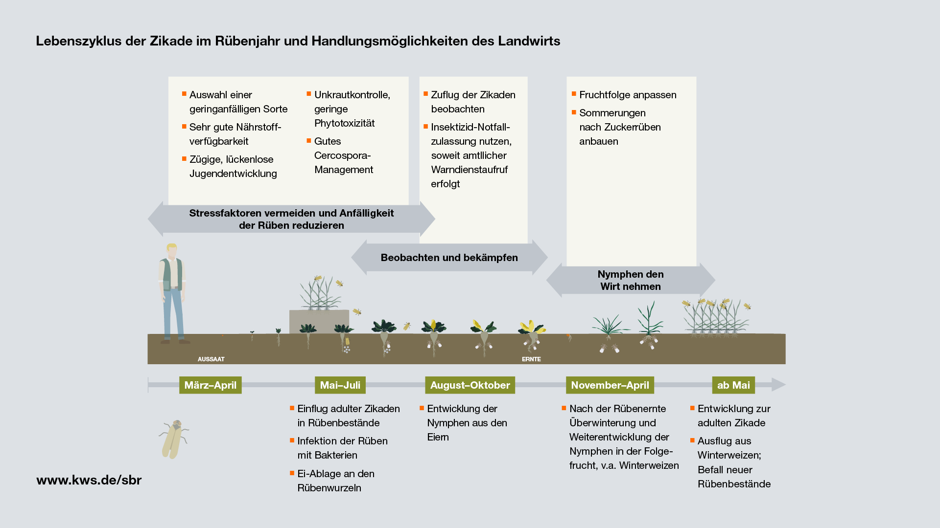 Lebenszyklus der Zikade im Rübenjahr und Handlungsmöglichkeiten des Landwirts