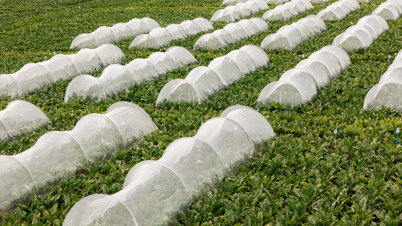 Netztunnel in Zuckerrüben zur Bestimmung der Befalls-Verlust-Relation