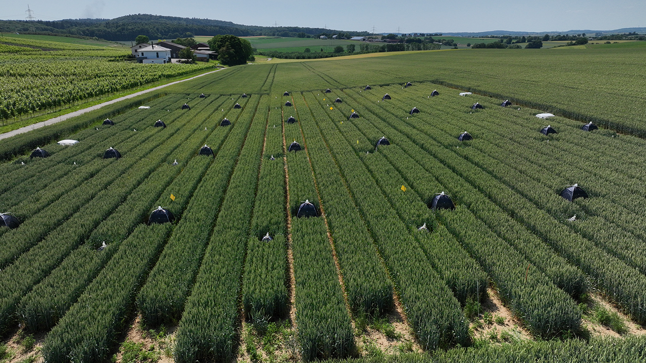 Winterweizenbeizversuch: Insektenzelte mit Fangflaschen zur Zählung der Zikaden