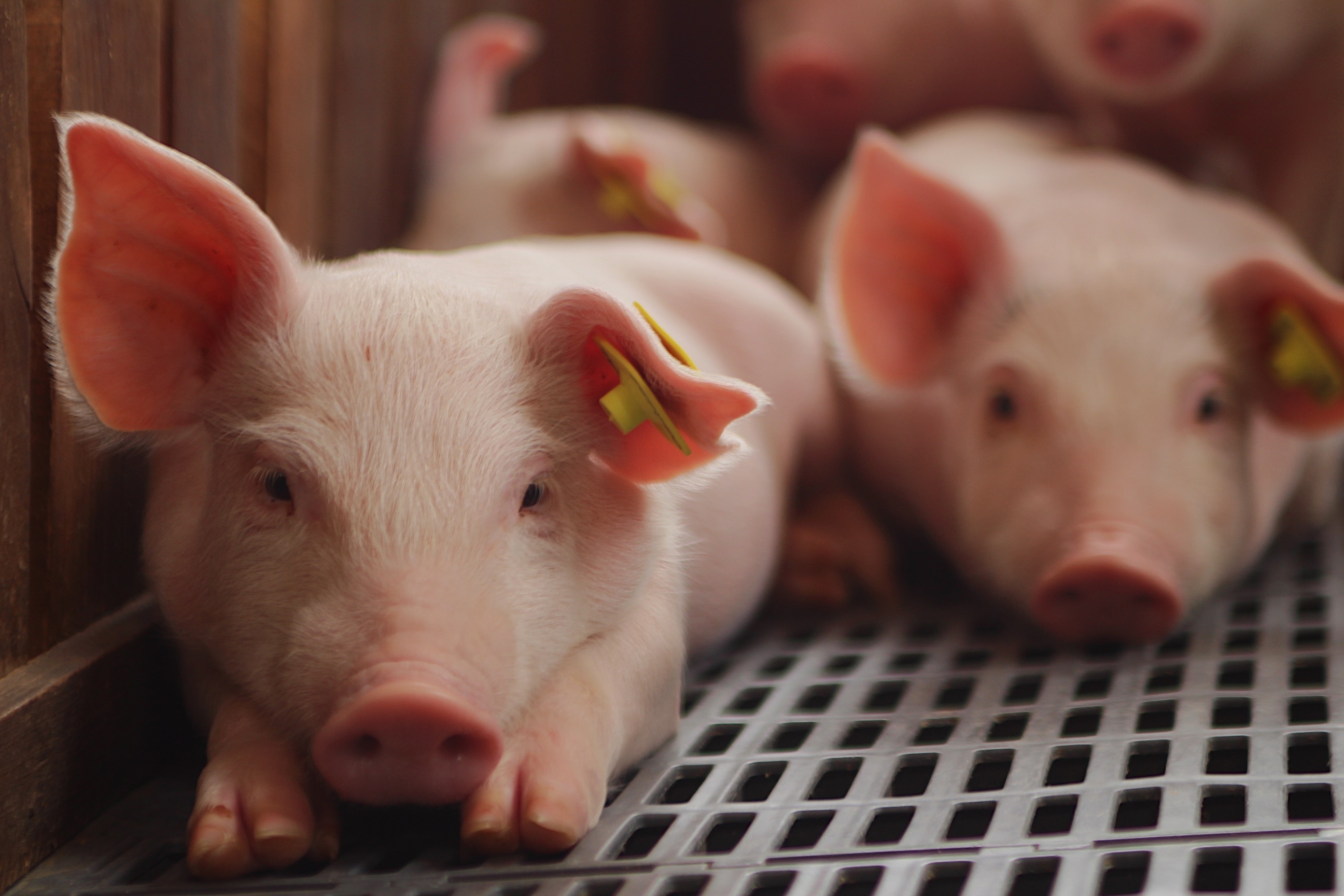 Der europäische "Green Deal" 