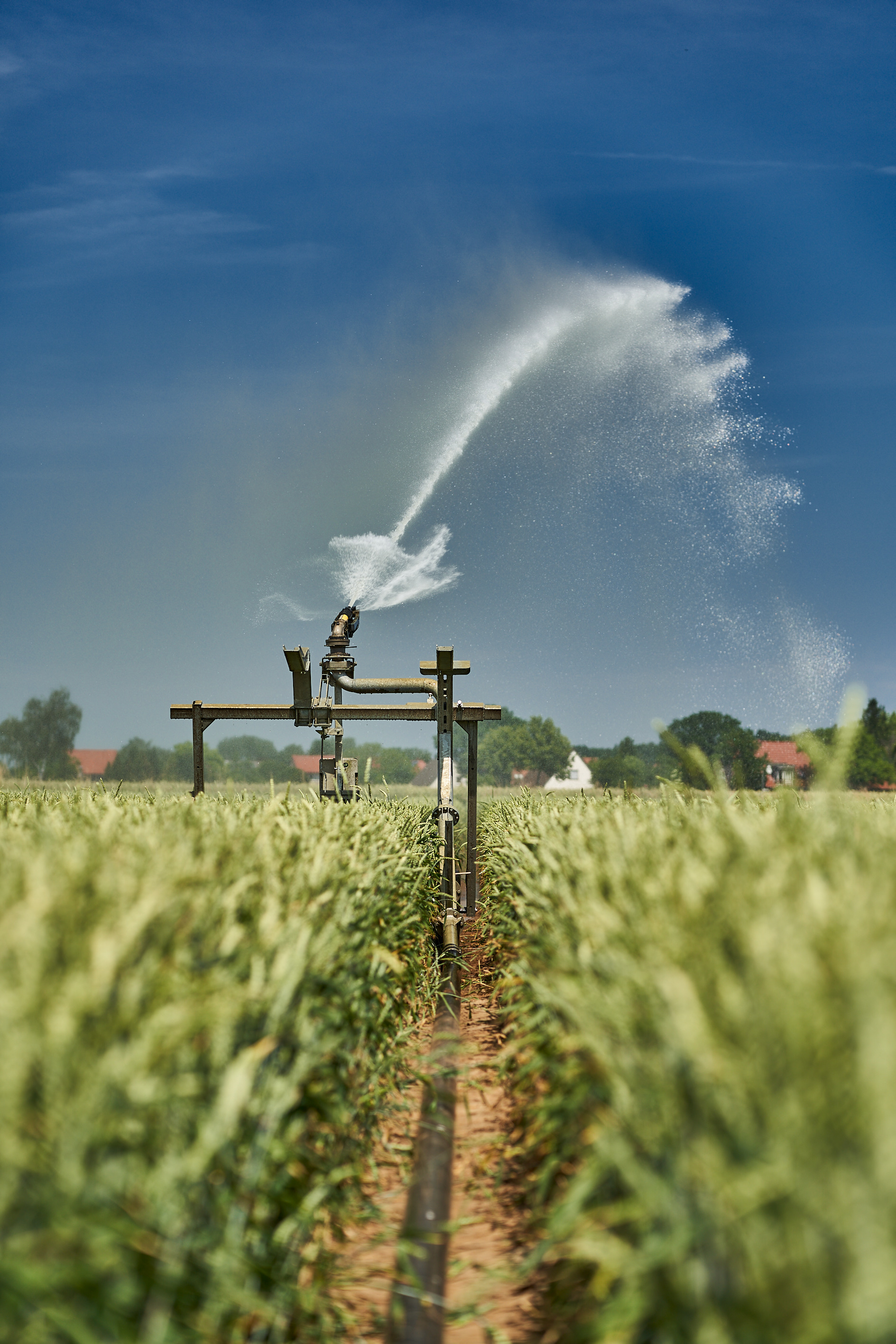 wheat-irrigation-Beregnungswagen.jpg