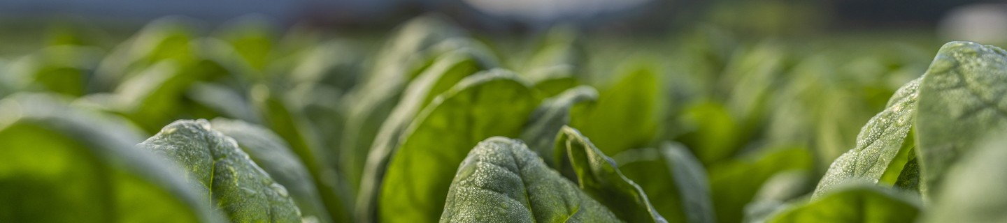 Baby-spinach-field.jpg