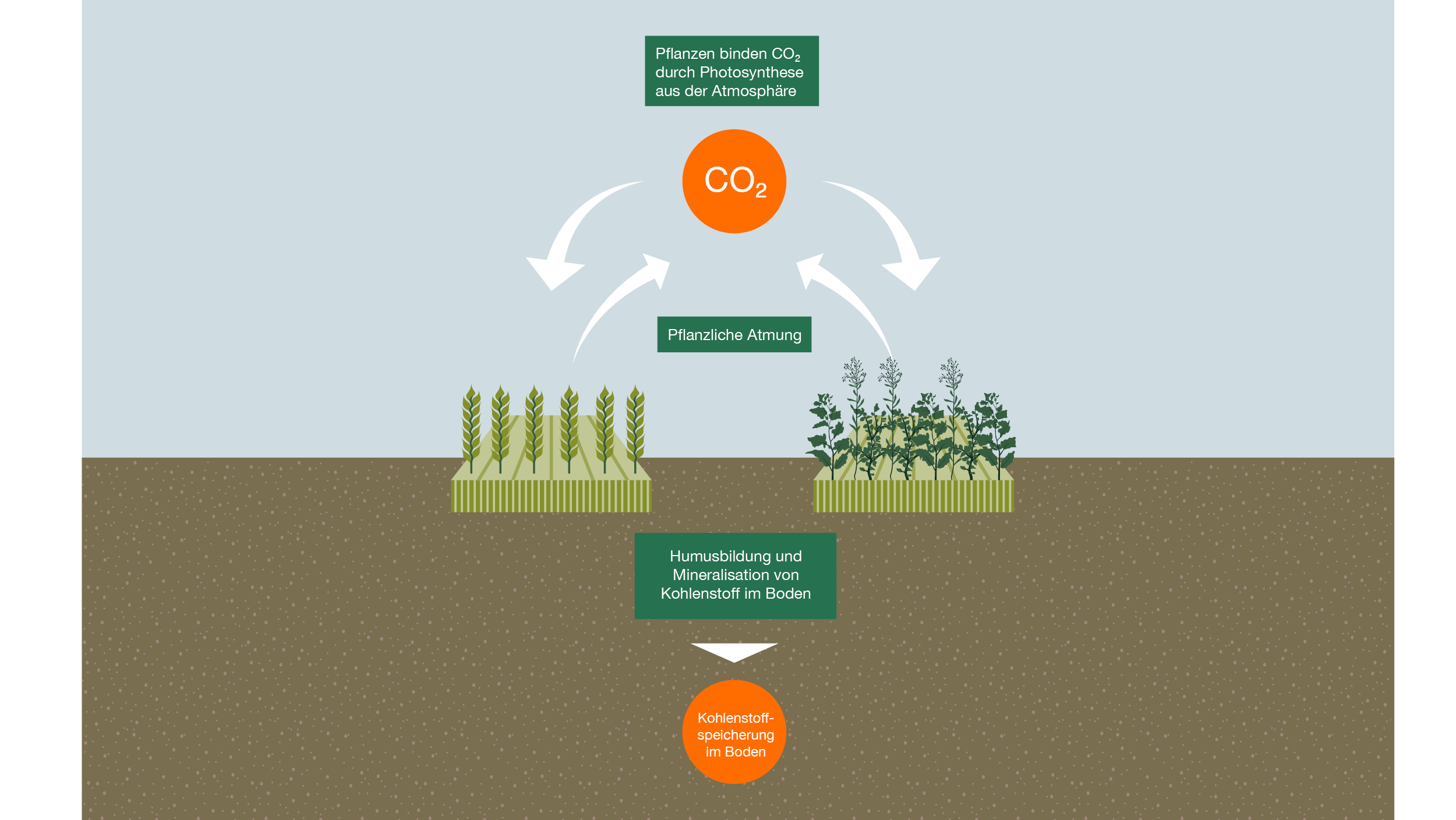Kreislauf der Kohlenstoffbindung