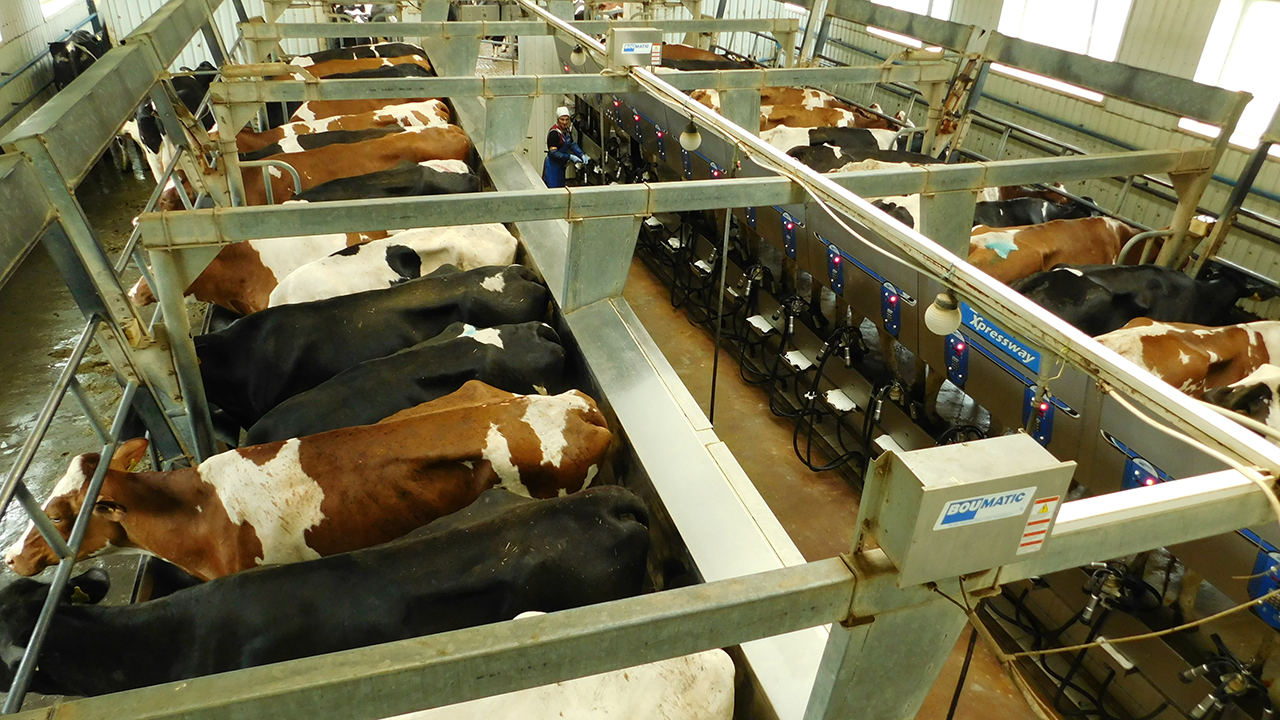 Kerngeschäft Viehzucht - 1000 Milchkühe werden täglich gemolken