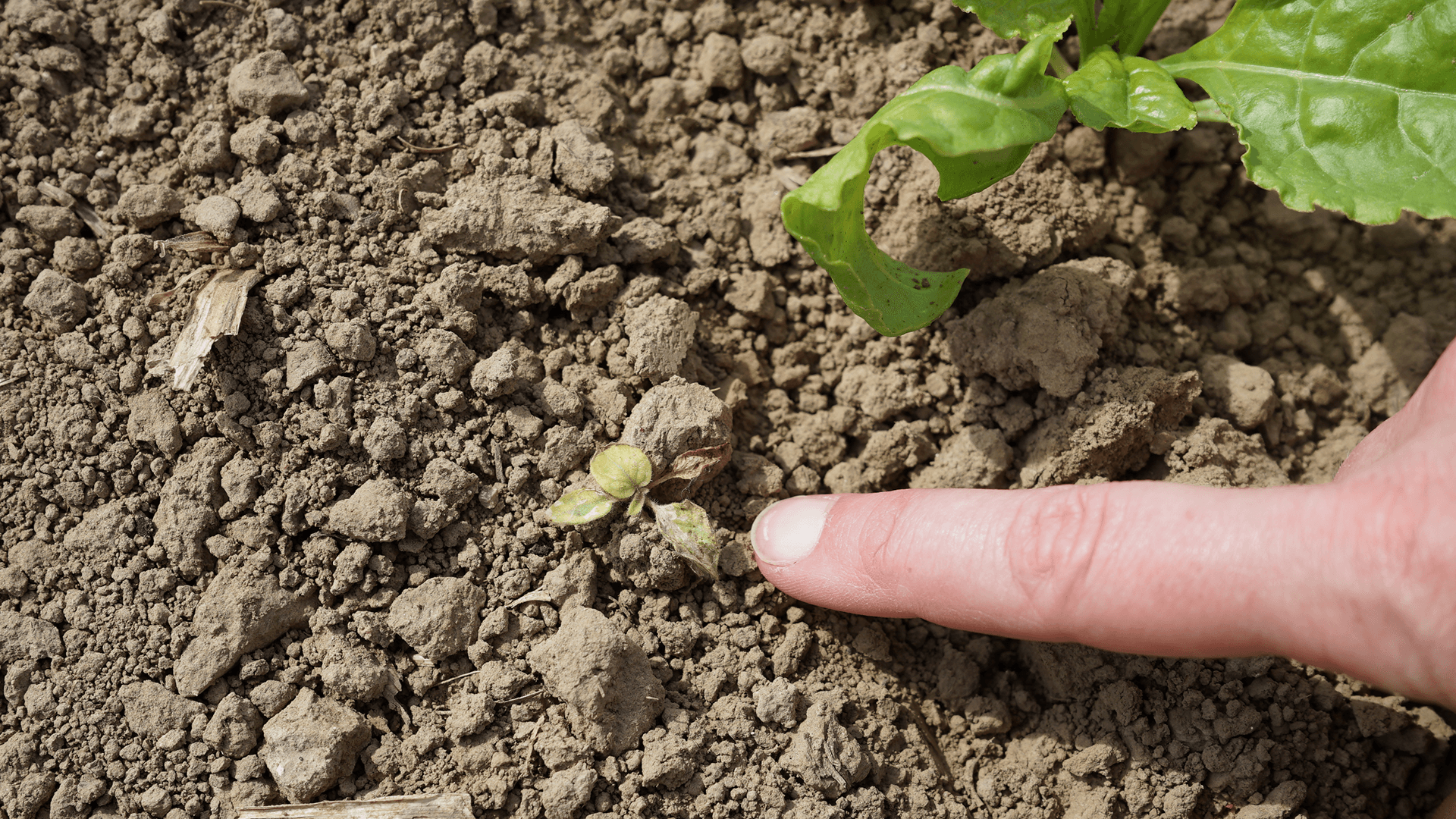 Wirkung von CONVISO® ONE nach der 1. Applikation