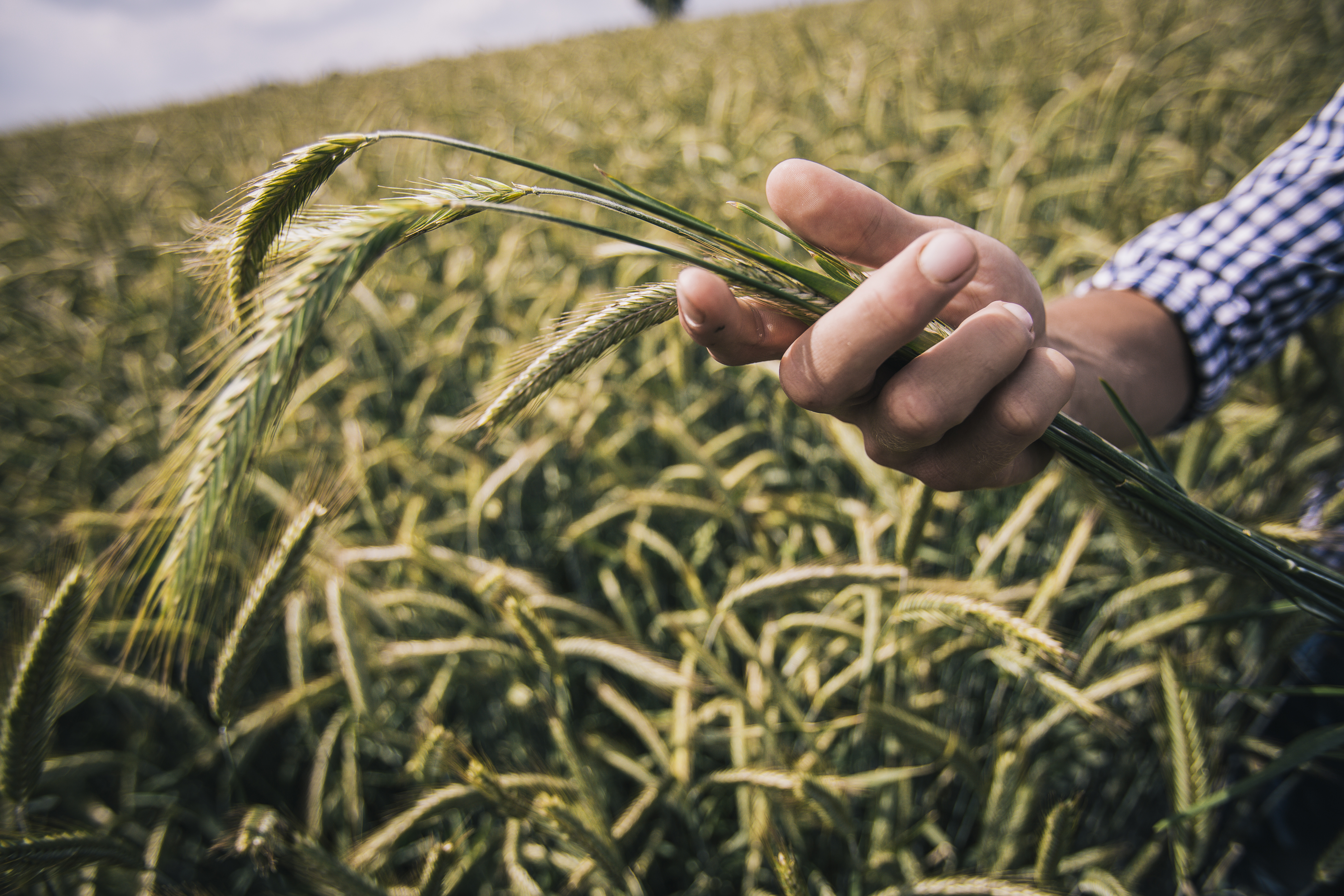 KWS photo of a hand holding hybrid rye in front of a rye field 