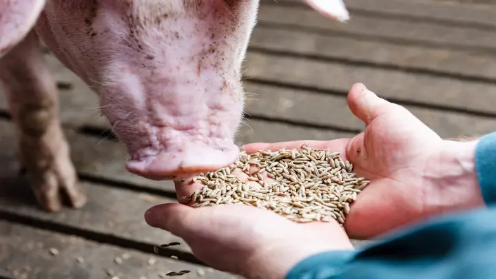Schwein-Fütterung-Roggen-Hand.jpg