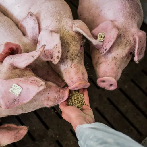 Roggen in der Fütterung