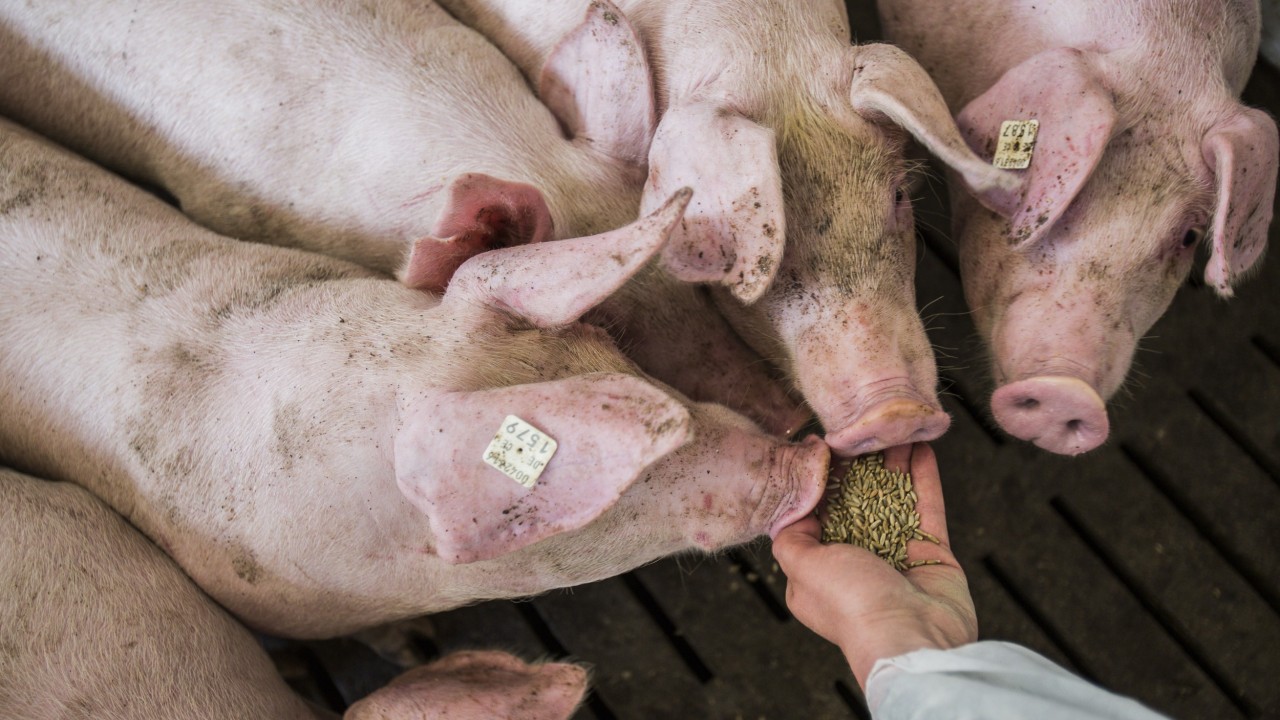 Roggen in der Schweinefütterung stärkt das Tierwohl 