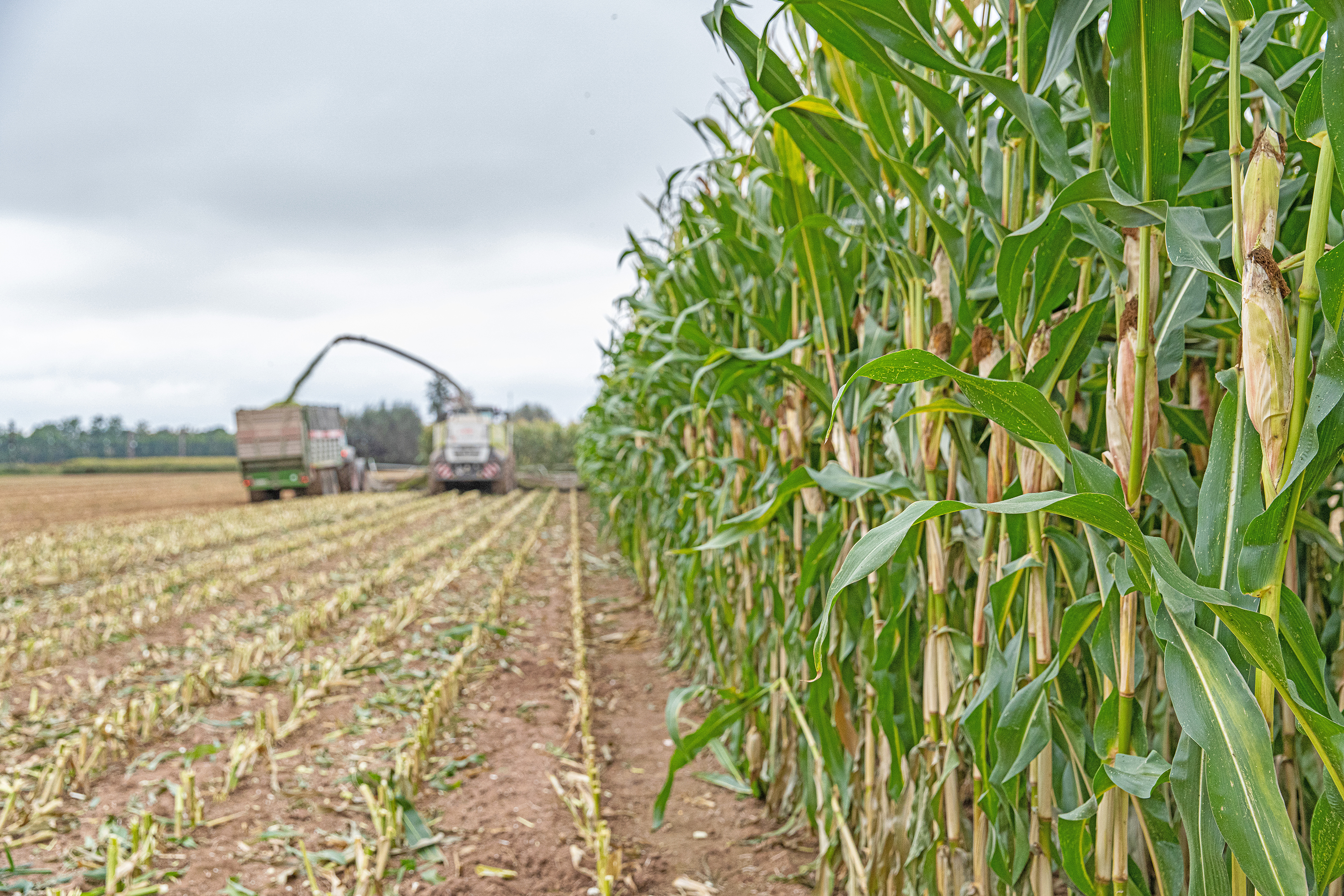 Więcej jakościowej kiszonki z kukurydzy
