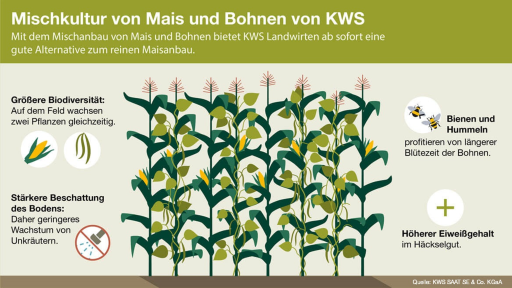 Infografik der KWS: Mais und Bohnen