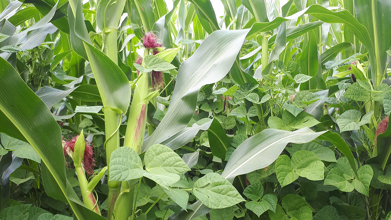 Biodiversität mit Mais-Bohnen-Anbau