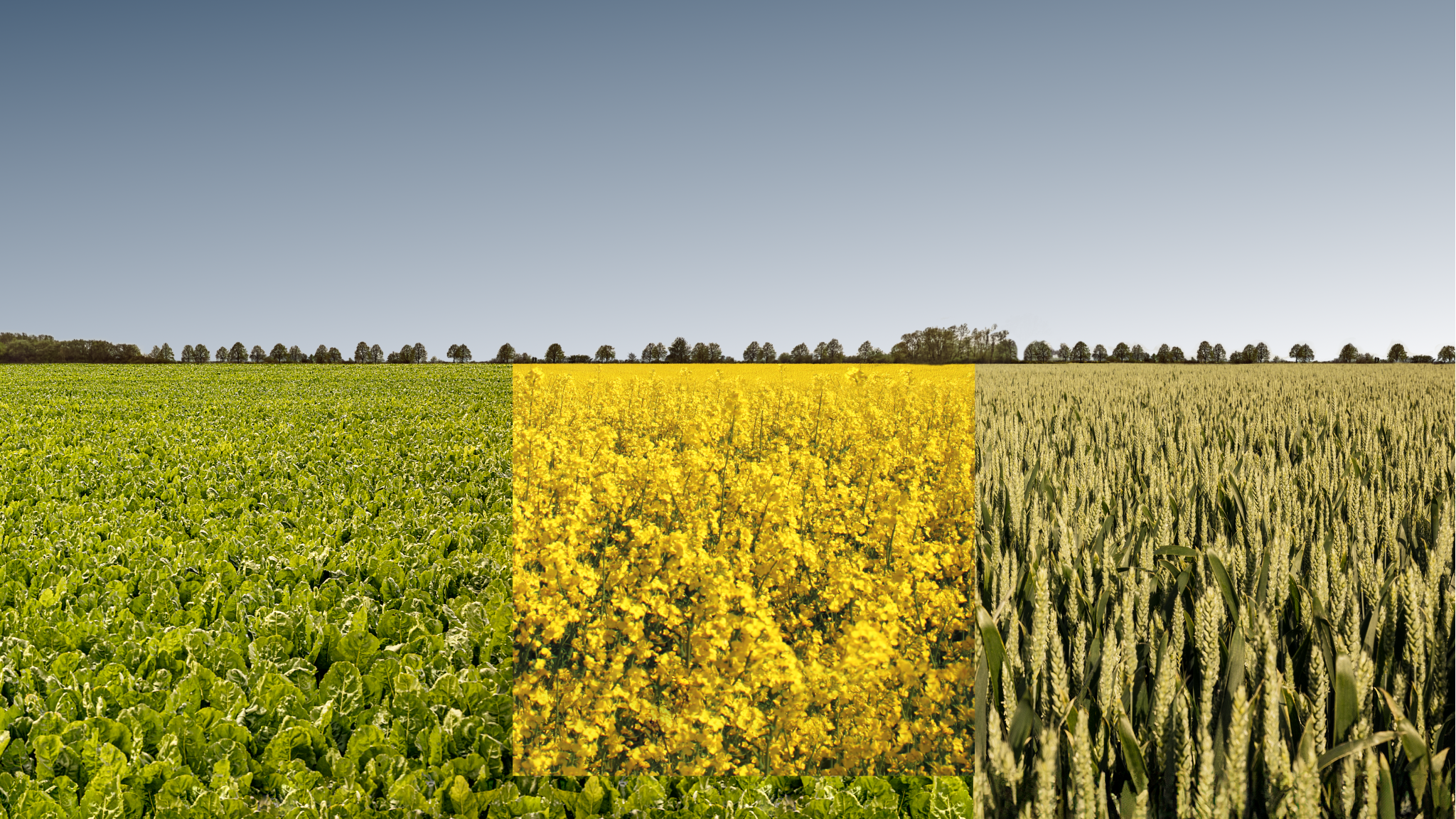 Prawidłowe zmianowanie upraw
