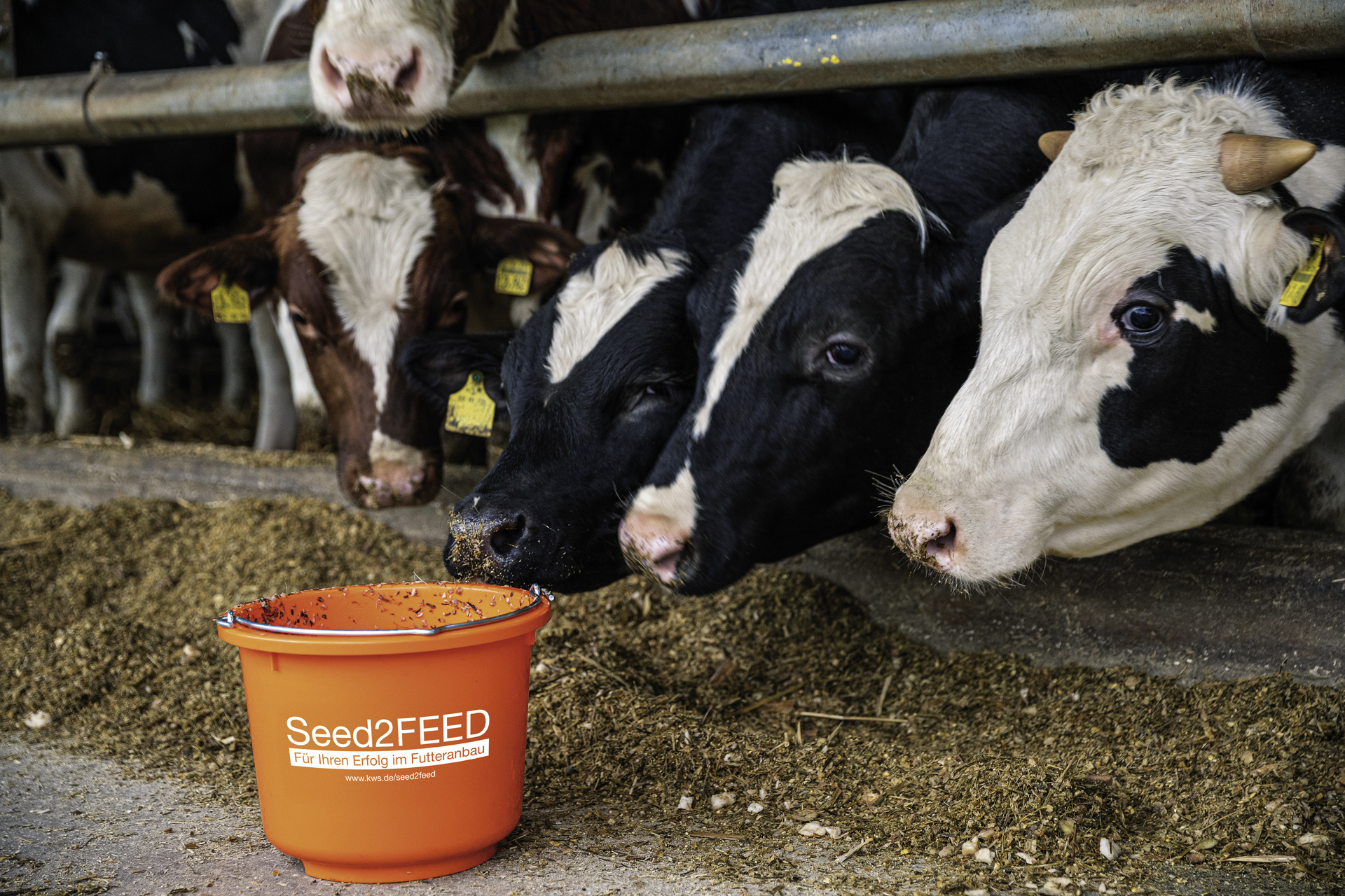 Gutes Futter beginnt beim Saatgut.