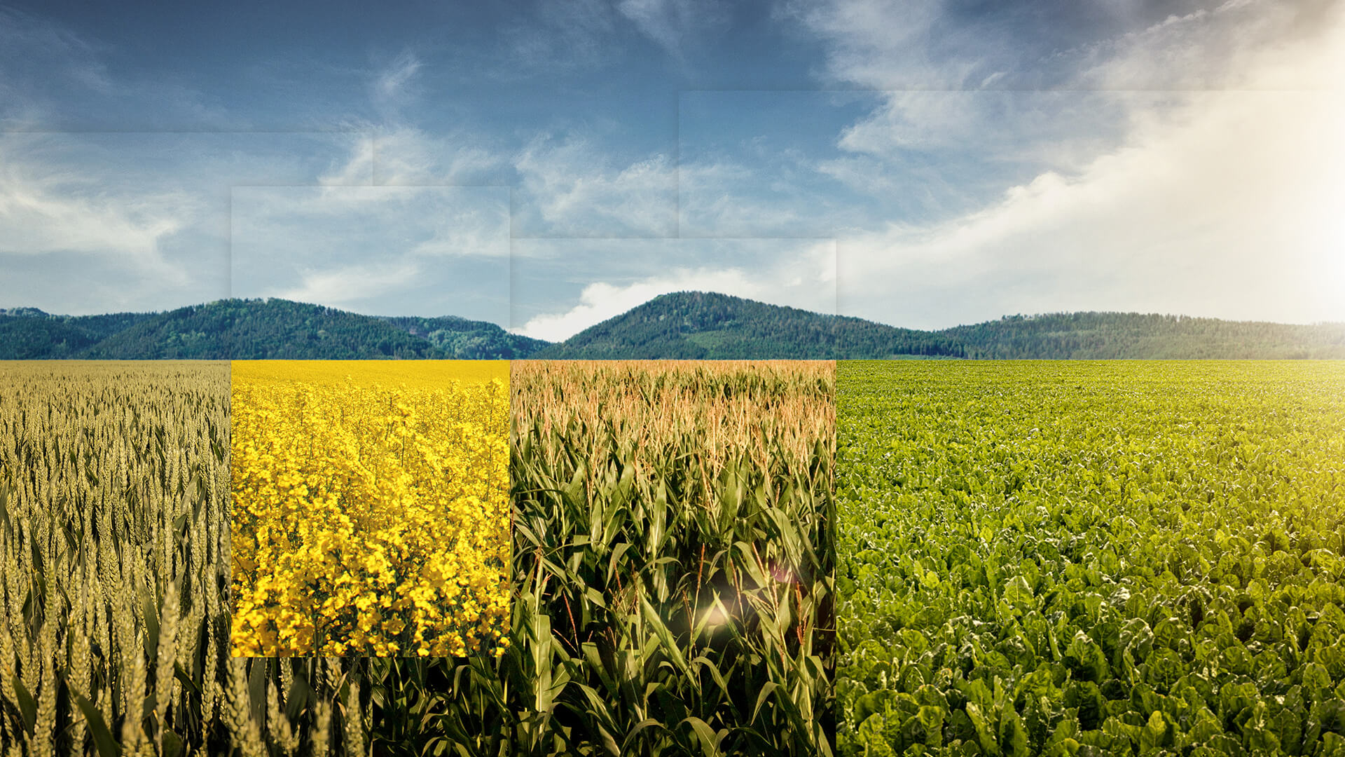 KWS Berater