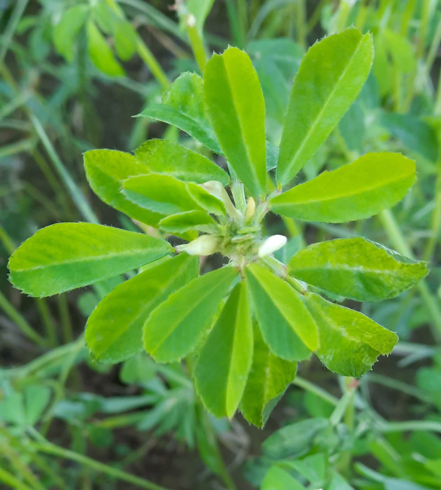 Bockshornklee Trigonella foenum-graecum (Leguminose)