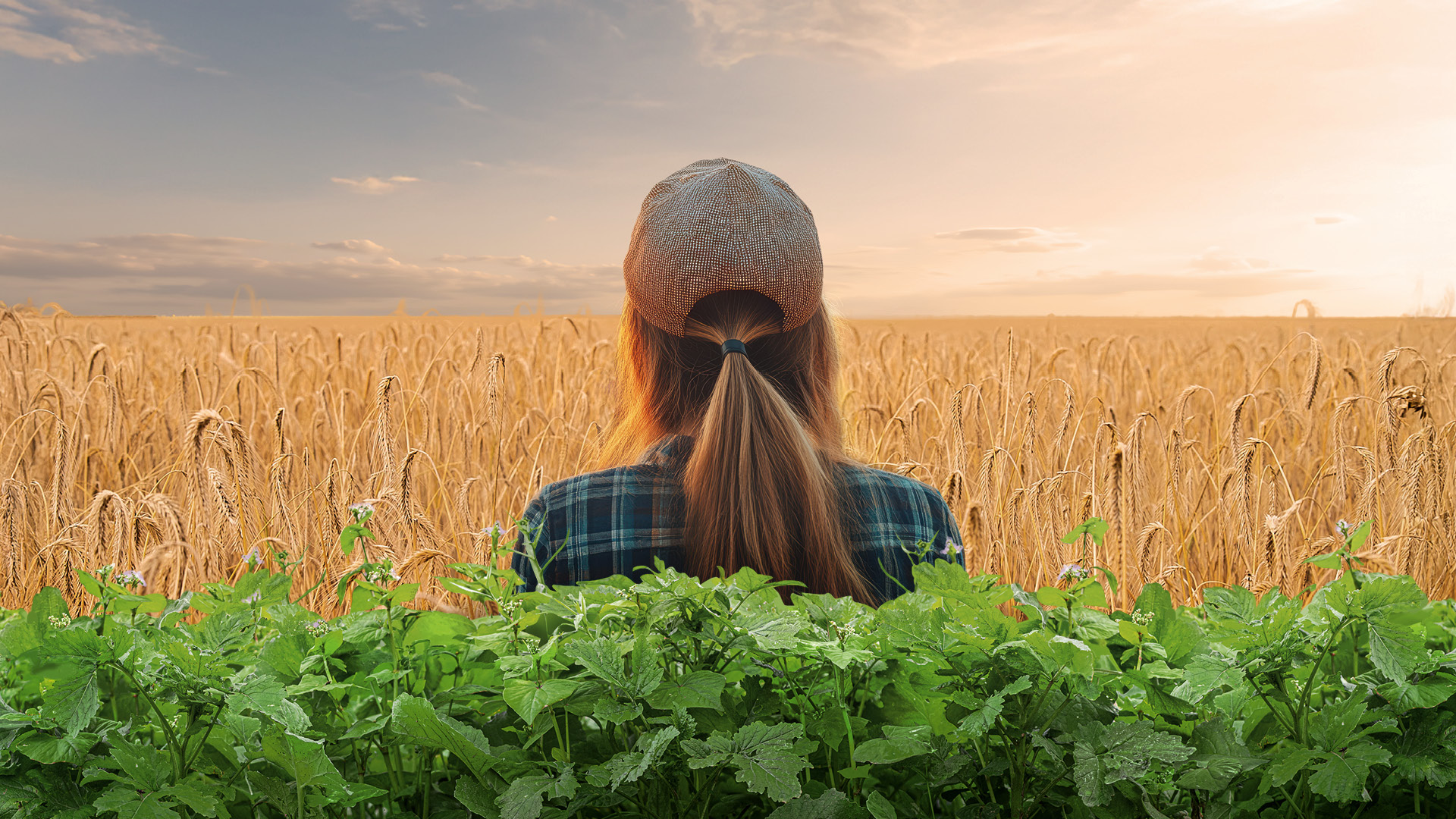 Zwischenfrüchte Getreidefruchtfolge