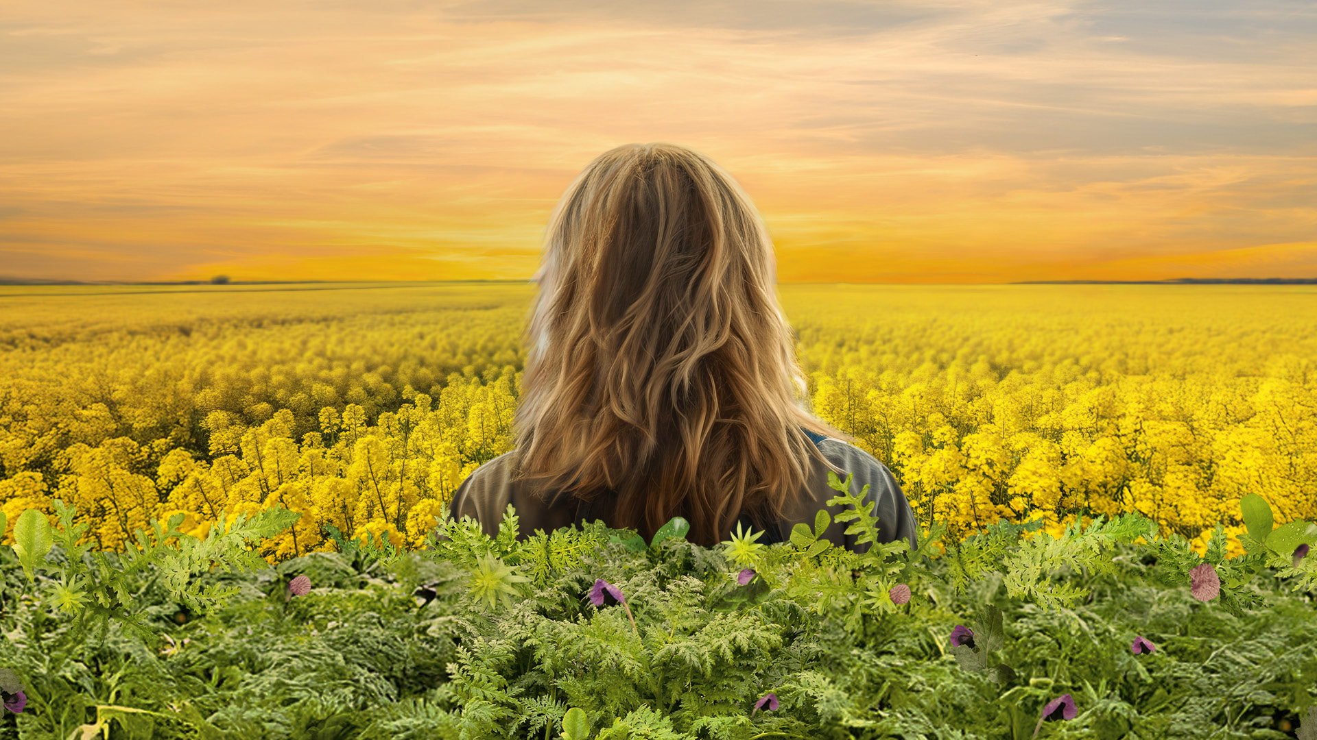 Zwischenfrüchte Rapsfruchtfolge