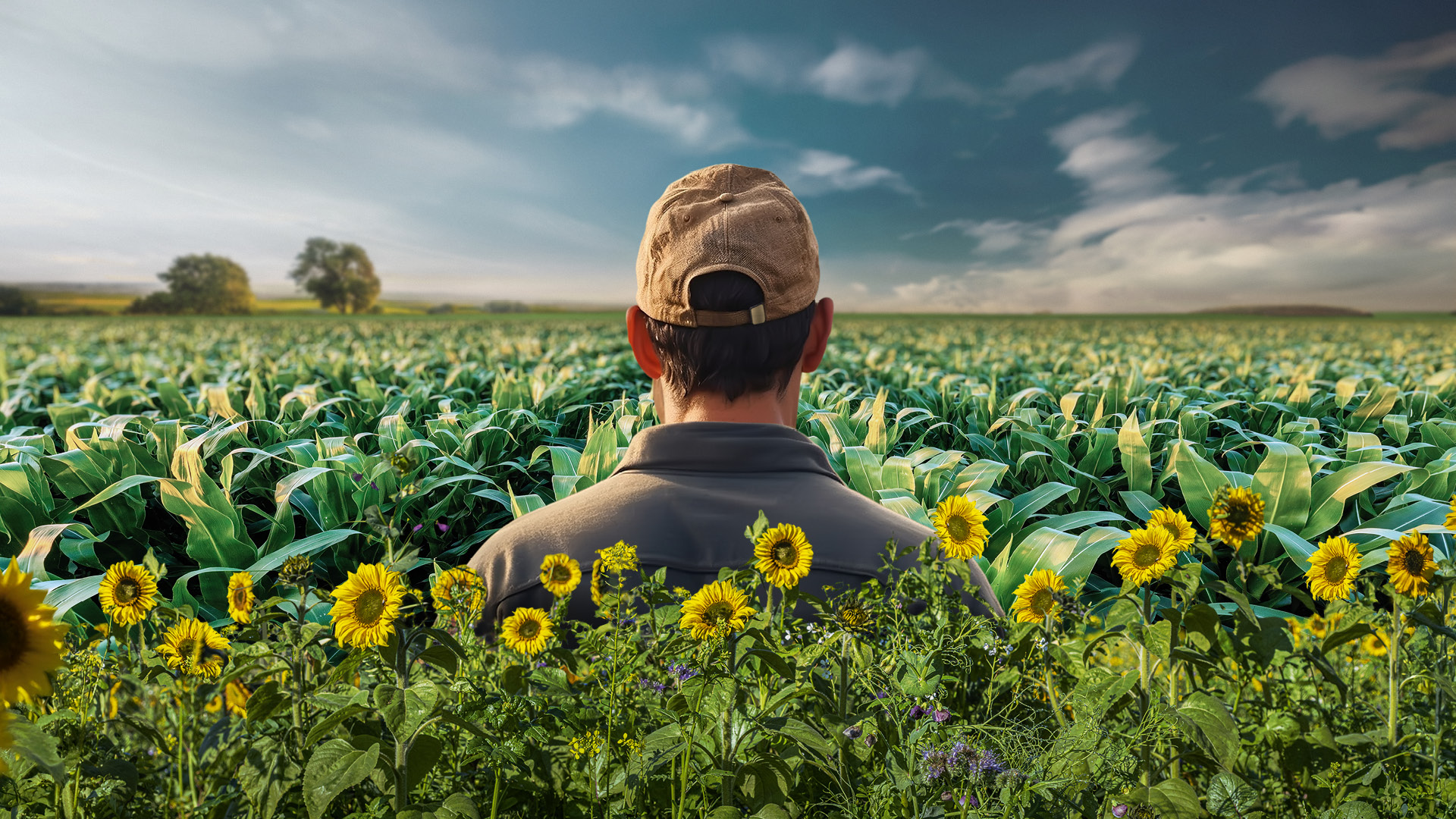 Zwischenfrüchte Maisfruchtfolge