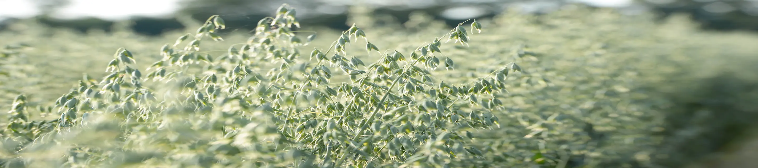 Proquest dissertation database picture