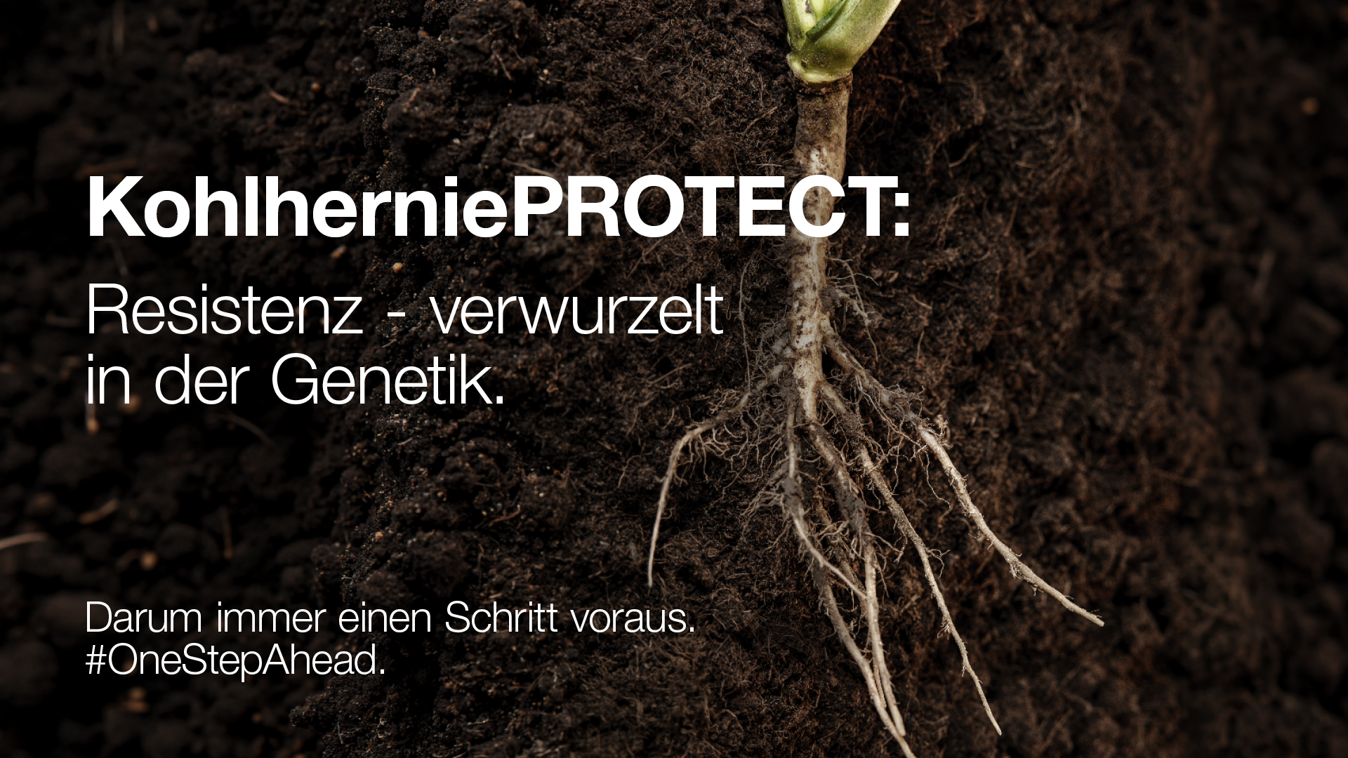 Kohlhernie Resistenz
