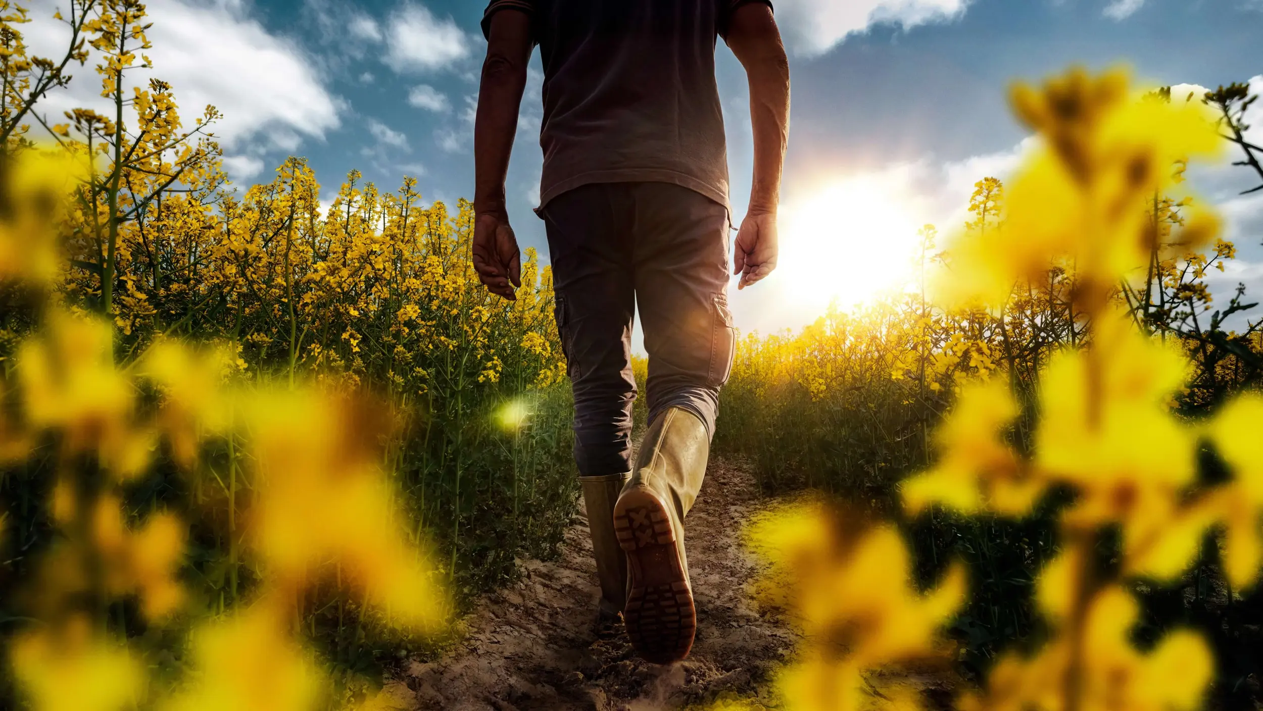 OneStepAhead mit KWS Raps