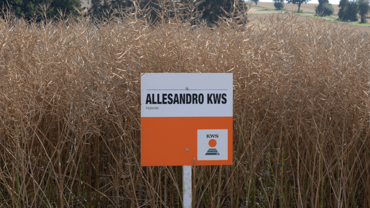 ALLESANDRO-KWS-Bild.png