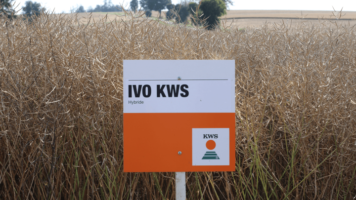 IVO-KWS-Bild.png