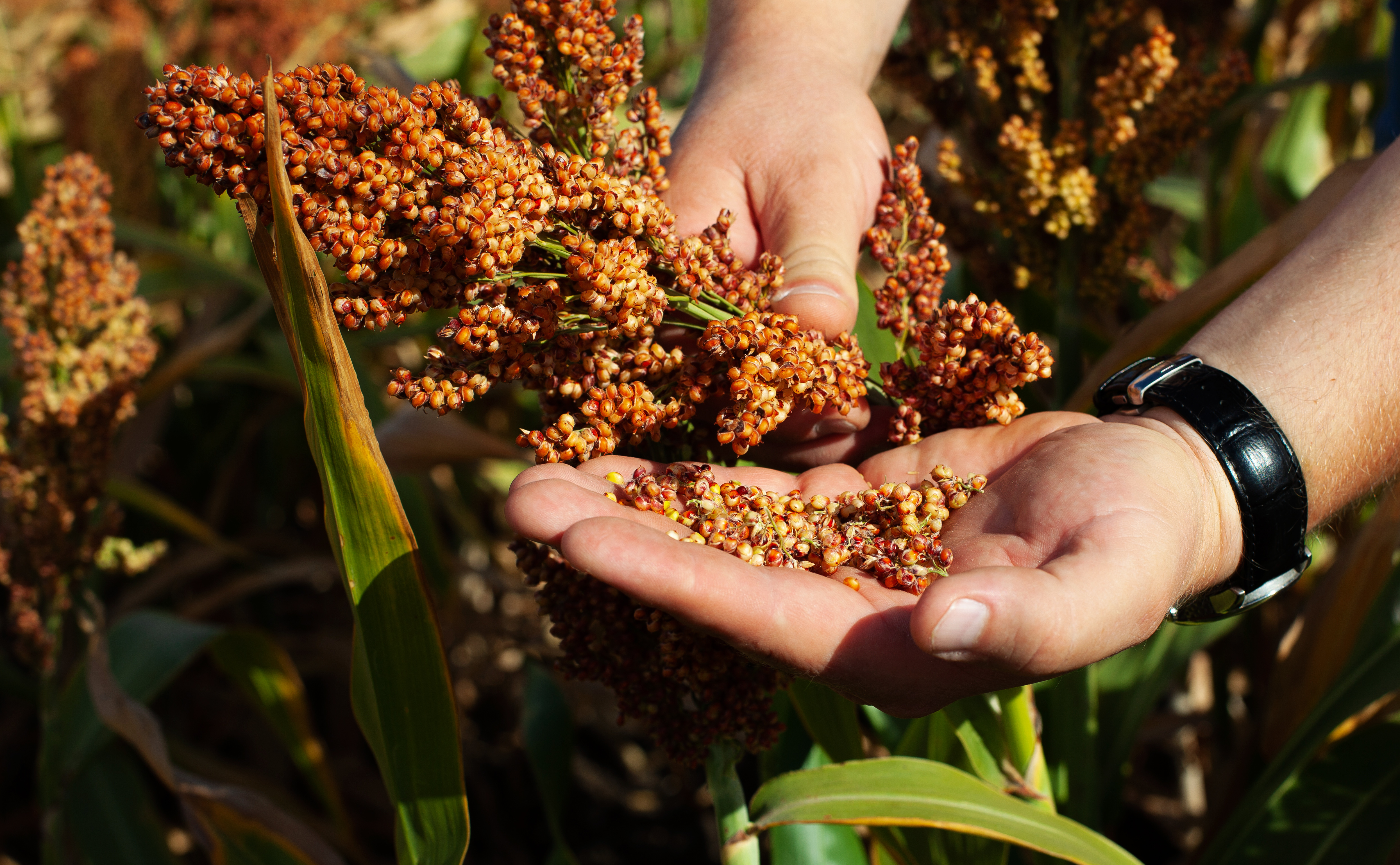 Sorghum