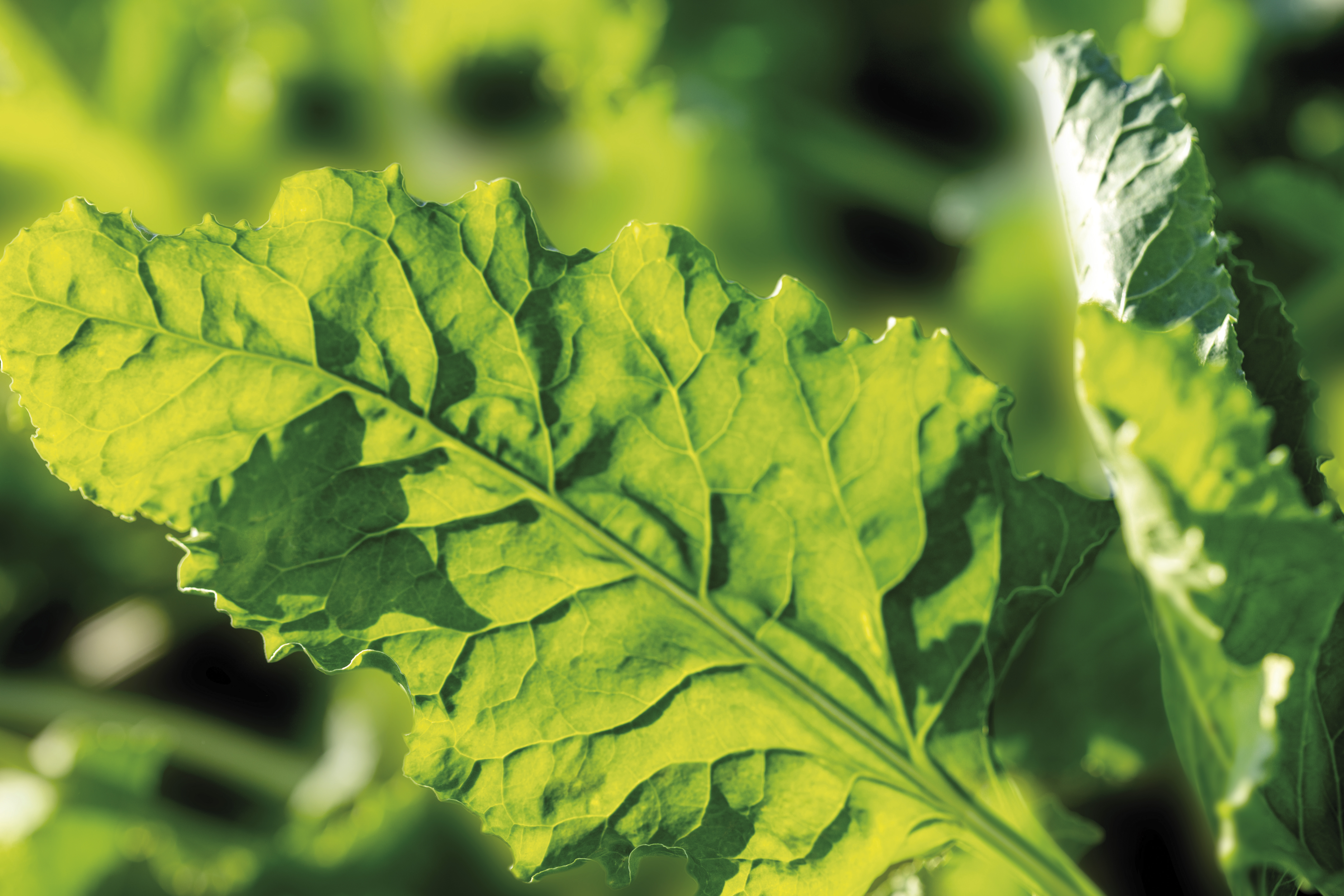 Zuckerrübe Cercospora Management