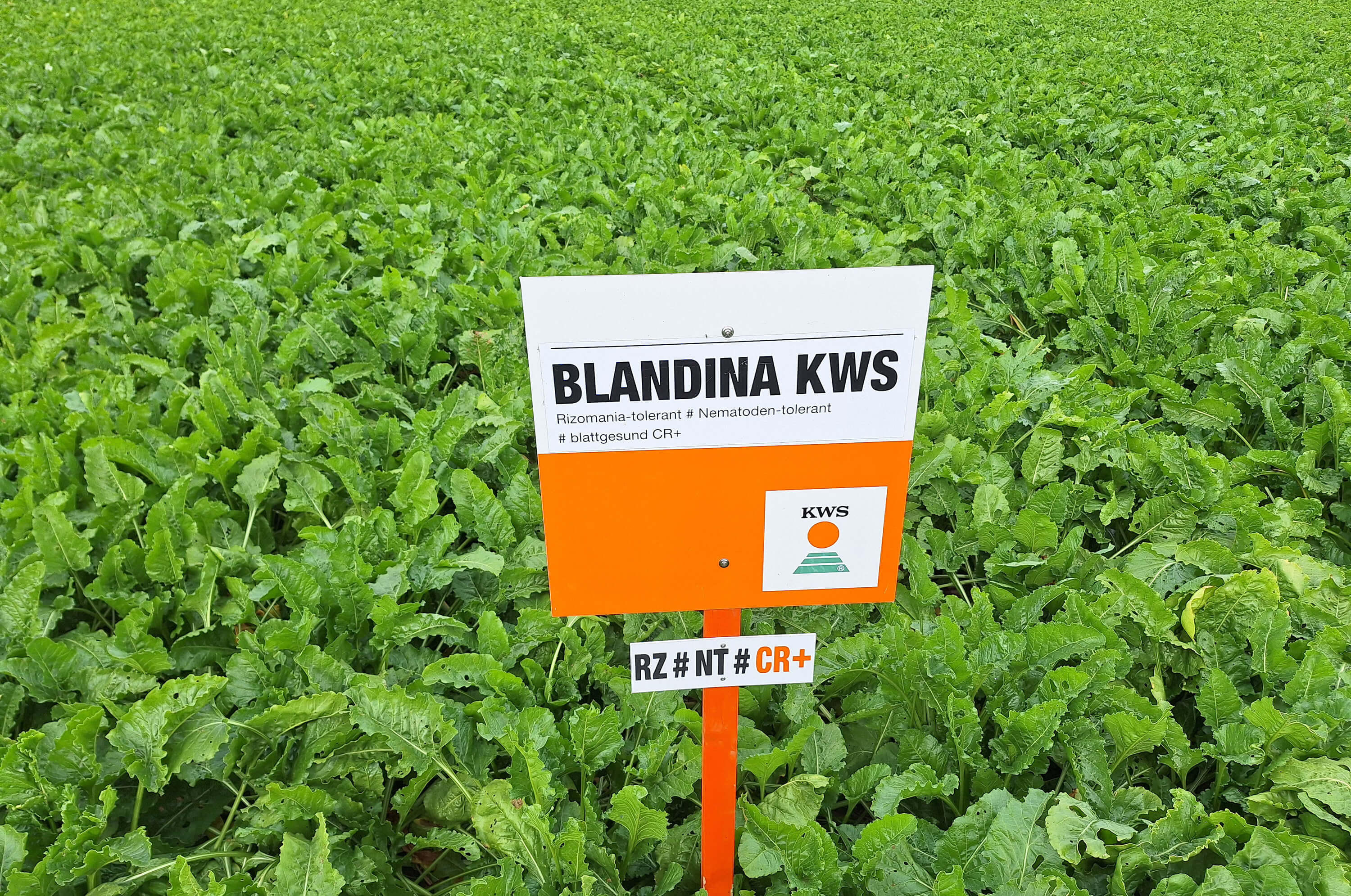 CR+ Sorte BLANDINA KWS in Bedburg
