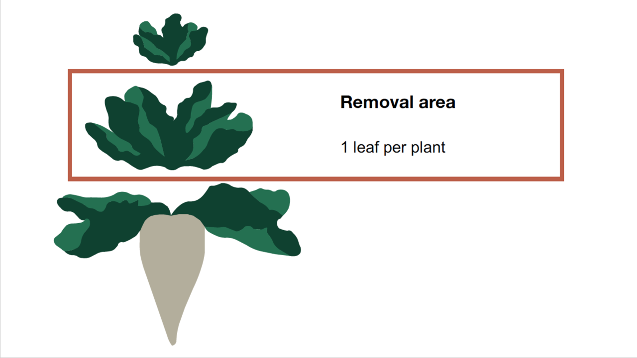 KWS_sugarbeet_removal_area.png