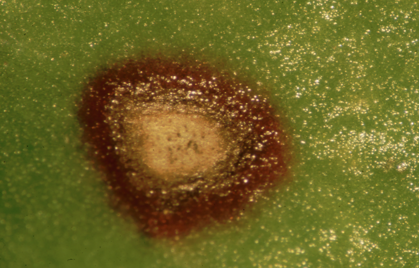 Cercospora-Blattflecken mit dunklen Sporenträgern