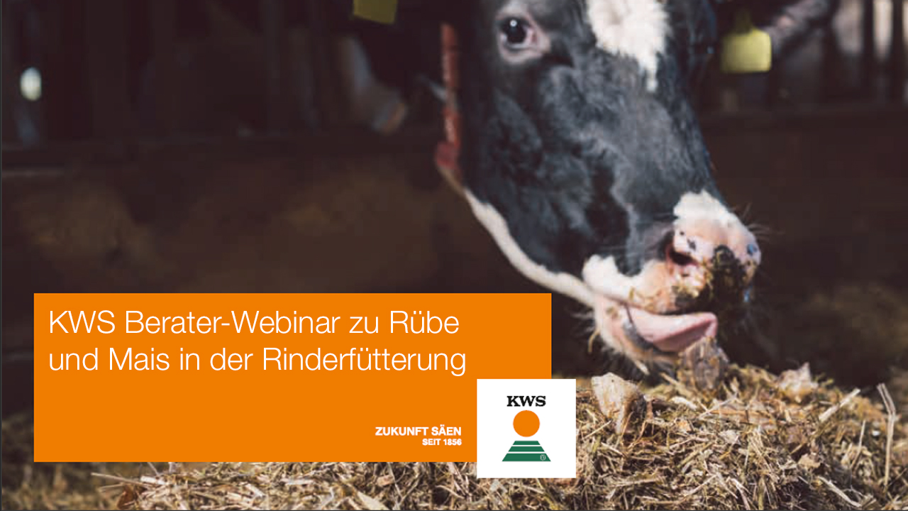 KWS Berater-Webinar zu Rübe und Mais in der Rinderfütterung