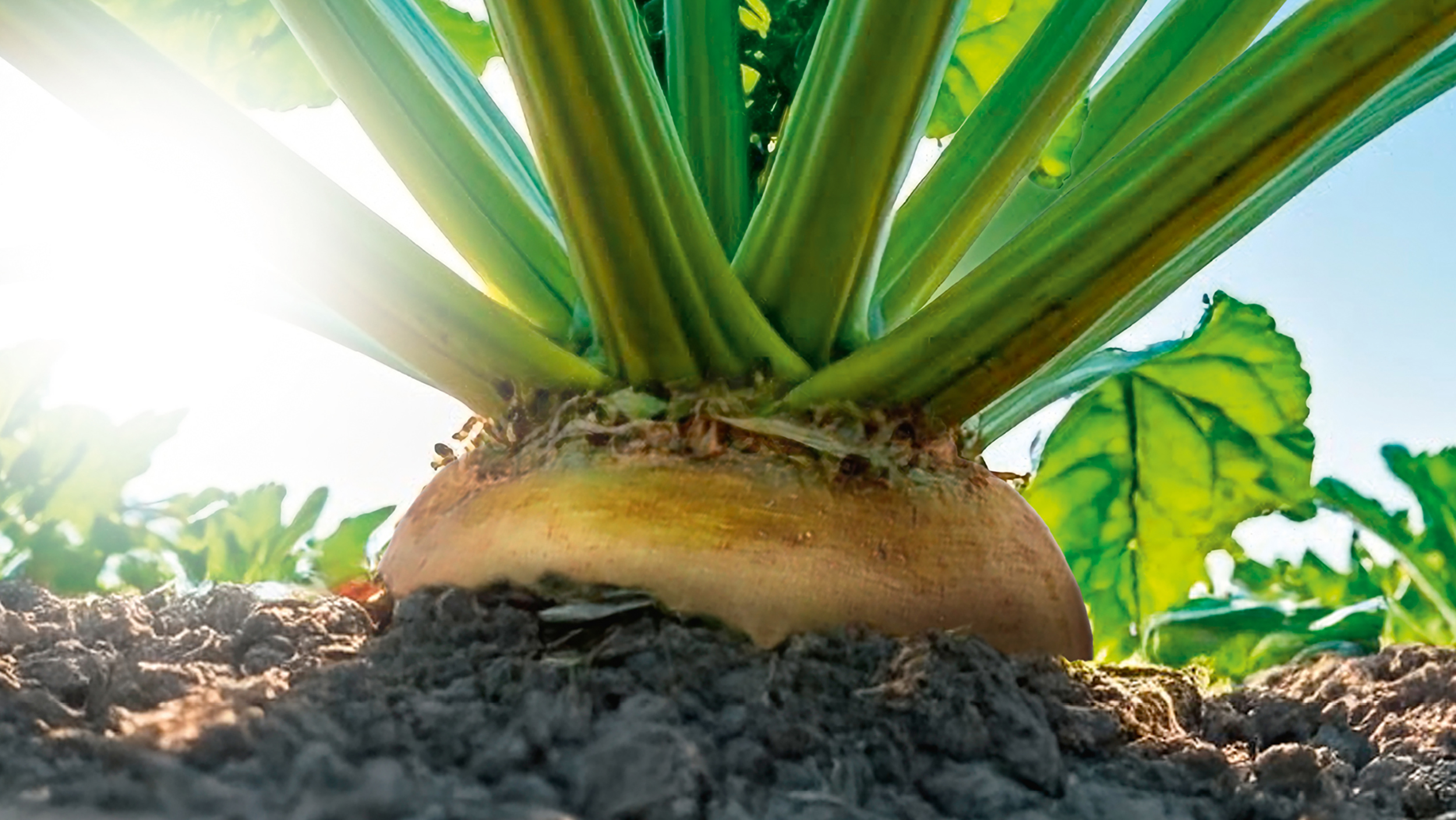 Saatgutbestellung Zuckerrübe