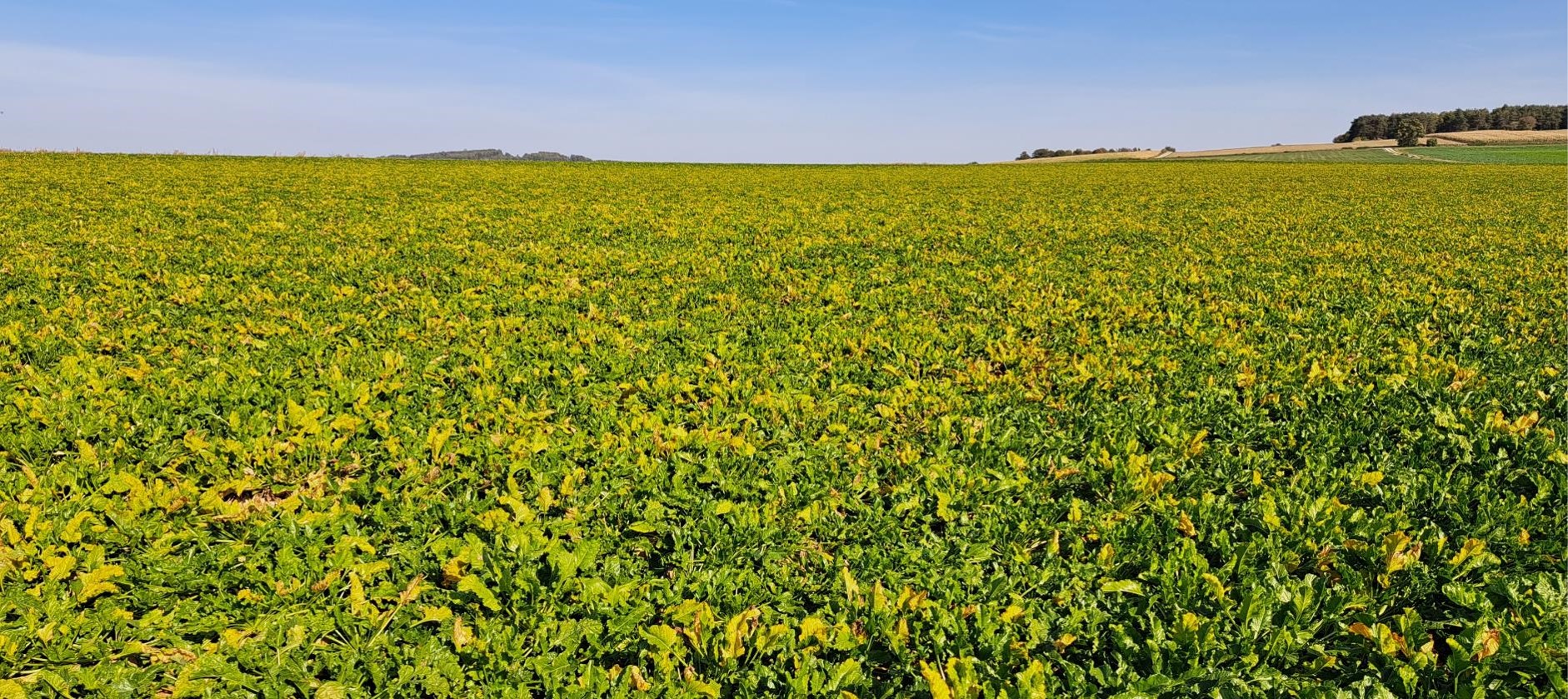 SBR im Feld