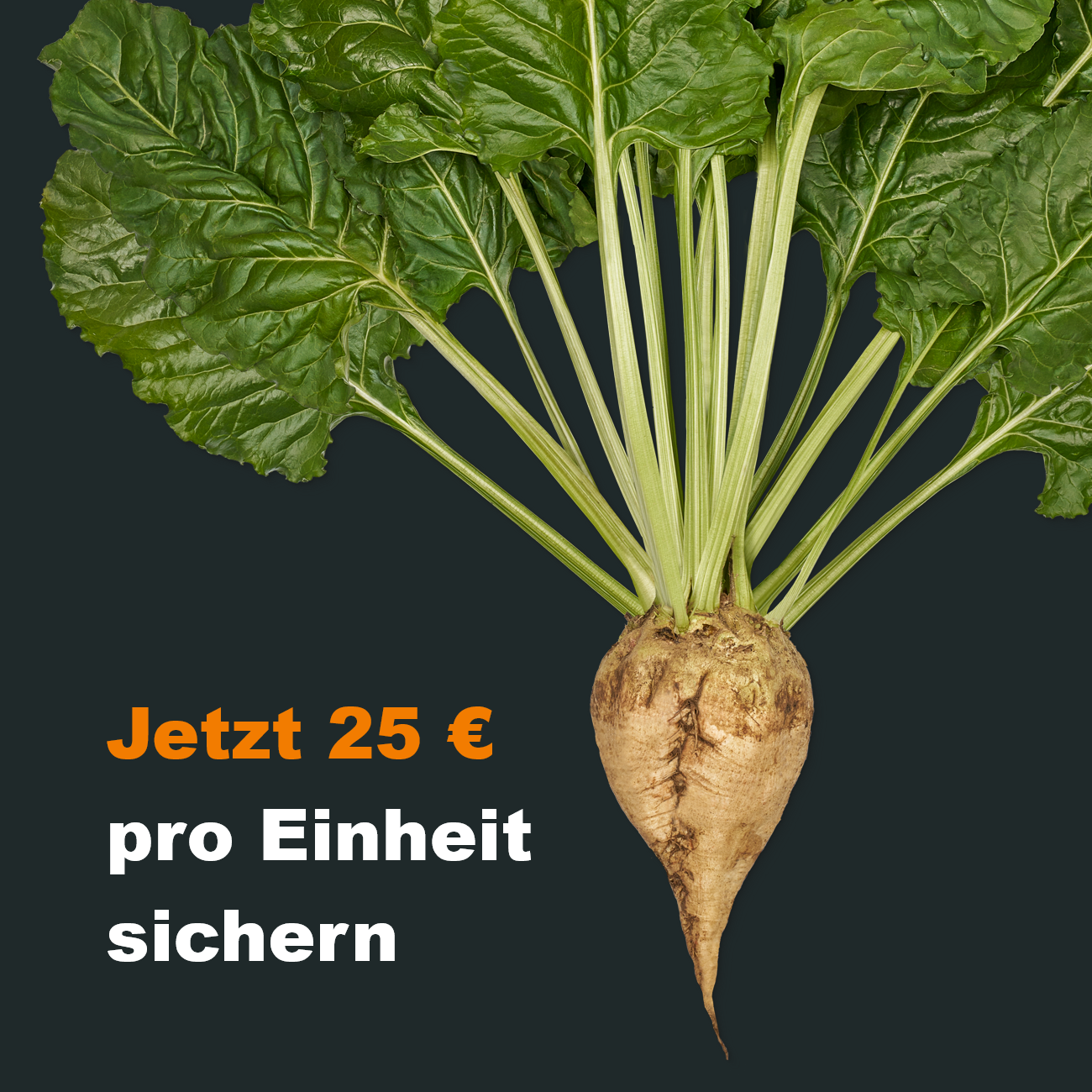 Frühbestellung Zuckerrübe