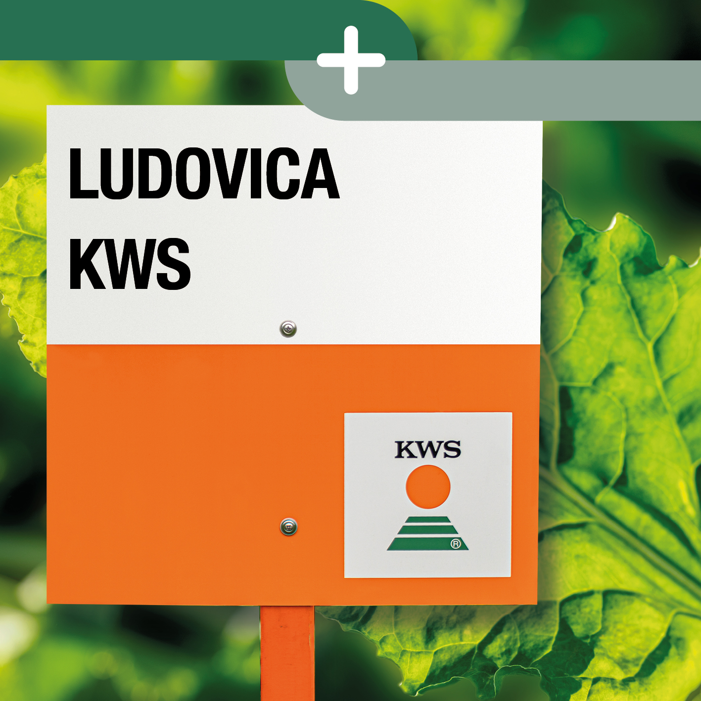 LUDOVICA KWS energy