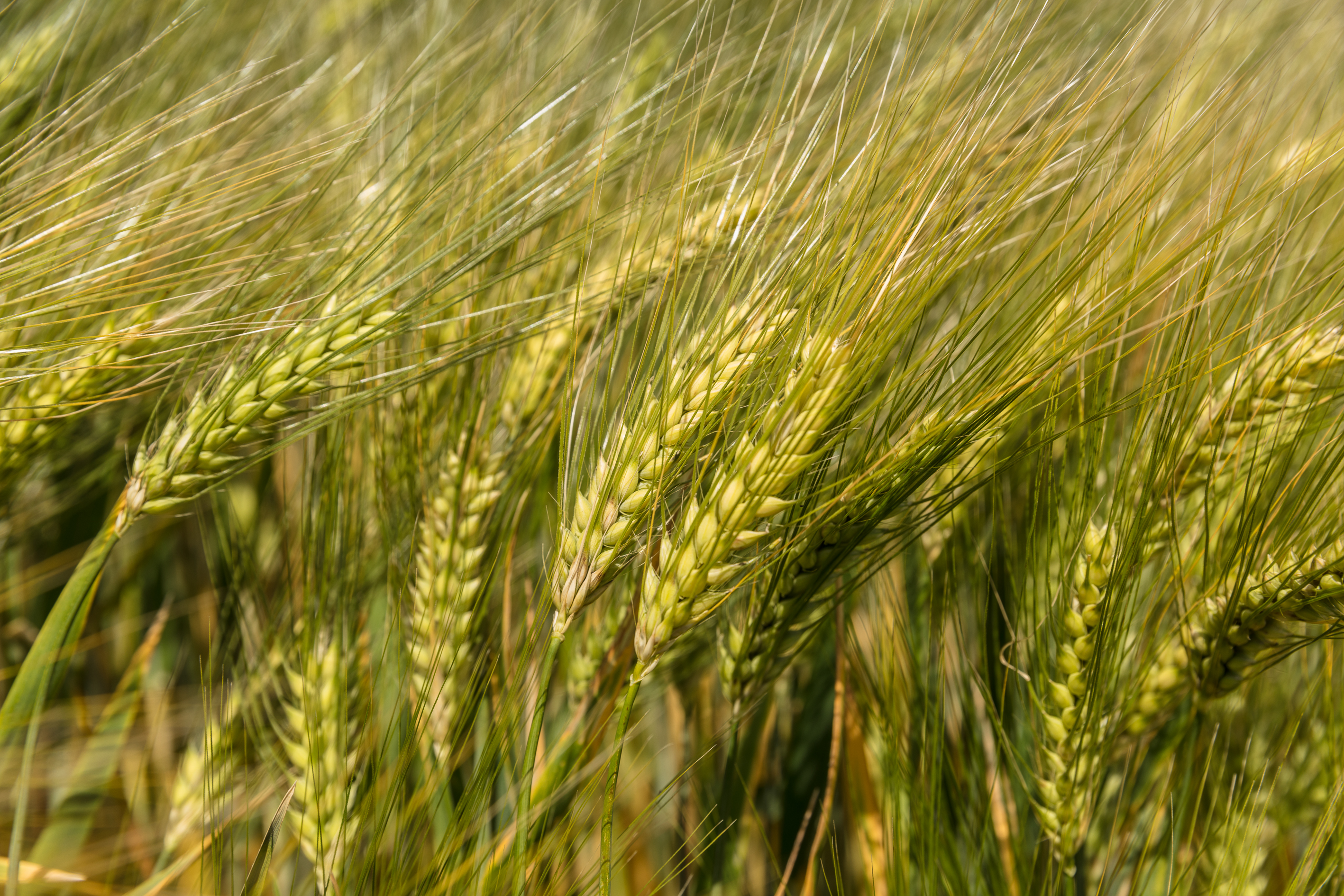 KWS-DK-winter-barley-HIGGINS.jpg