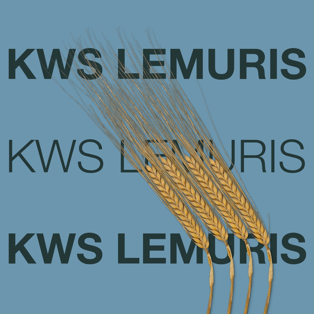 kws_lemuris_keyvisual_dk_1x1_1.jpg