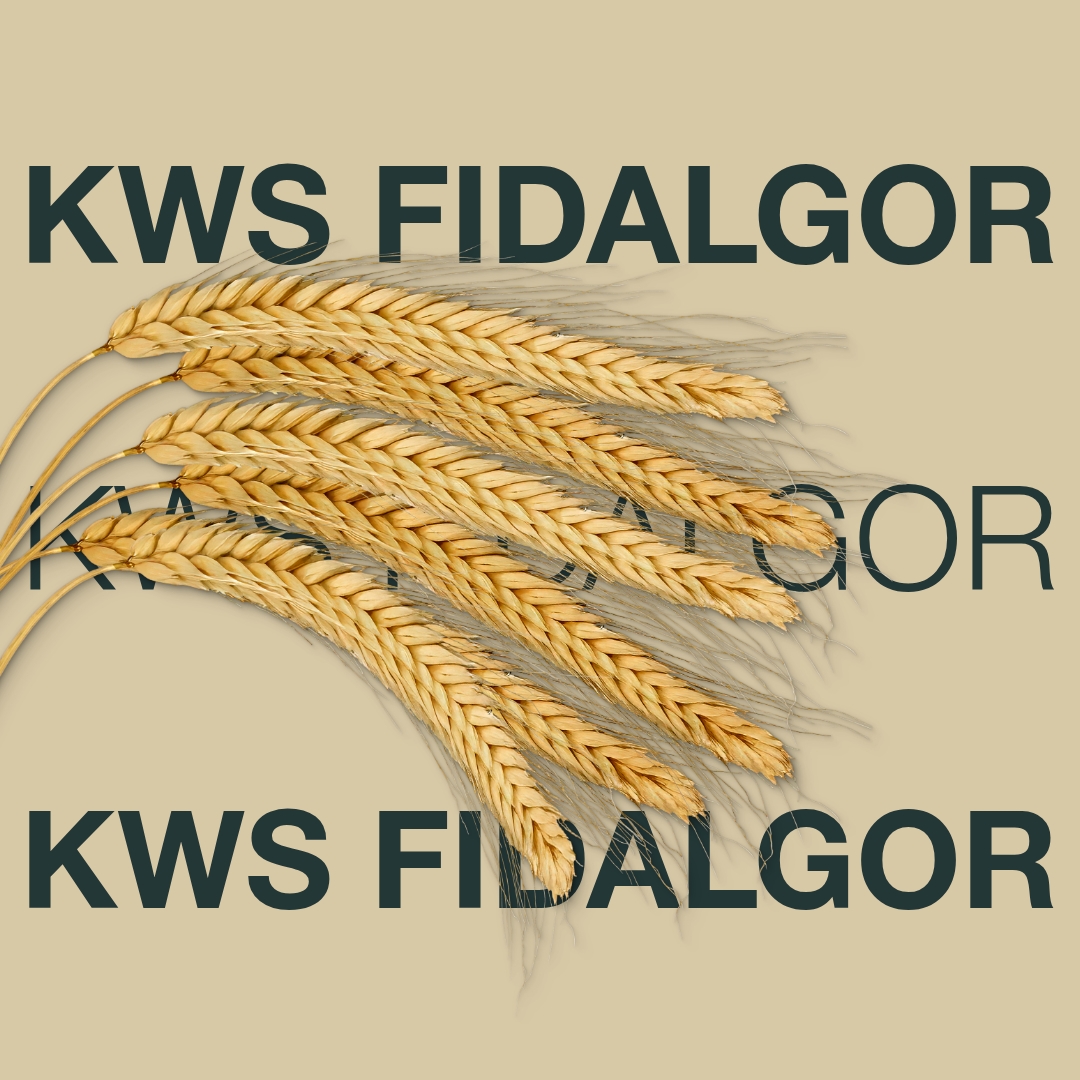 KWS_FIDALGOR_Keyvisual_DK.jpg