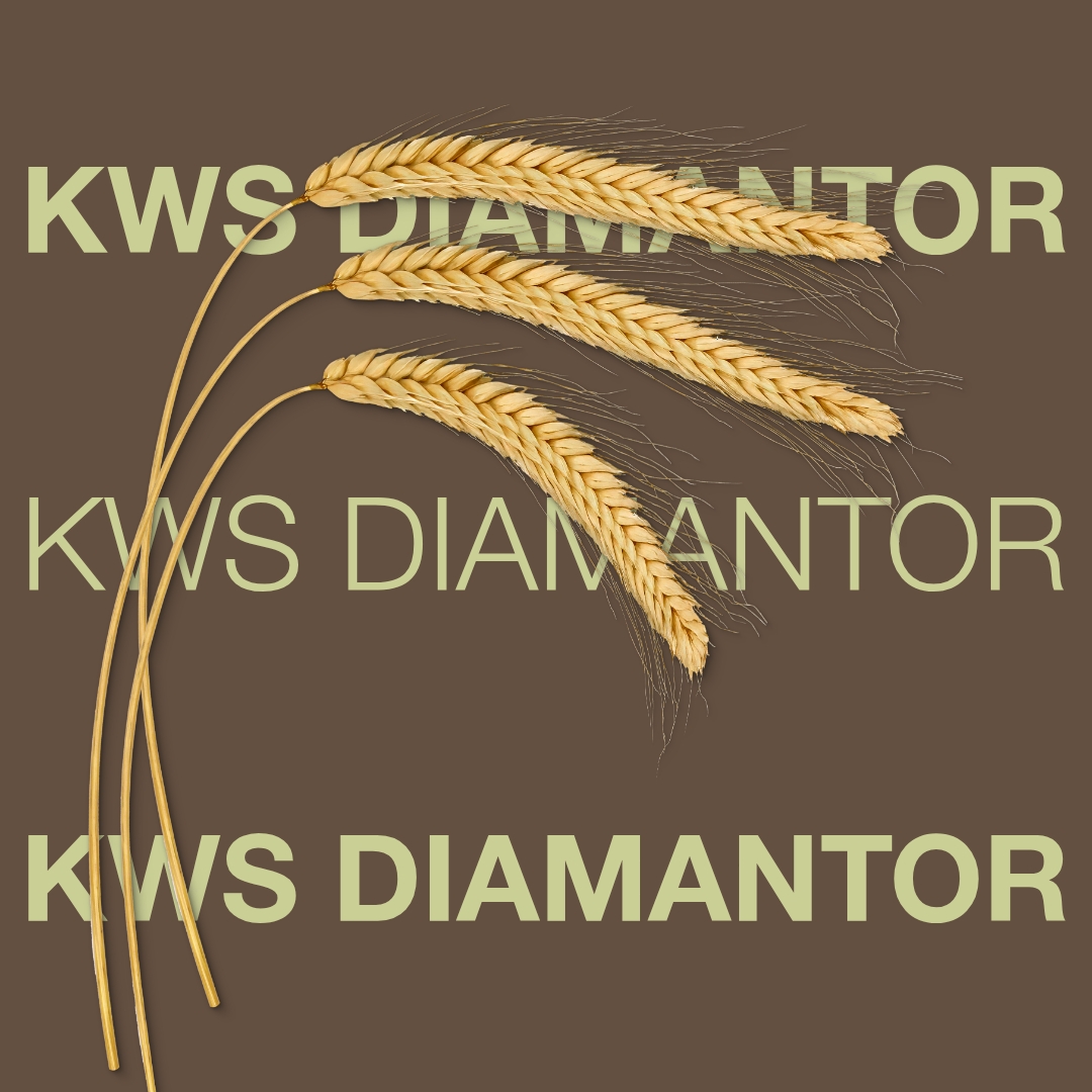 KWS_DIAMANTOR_Keyvisual_DK.jpg