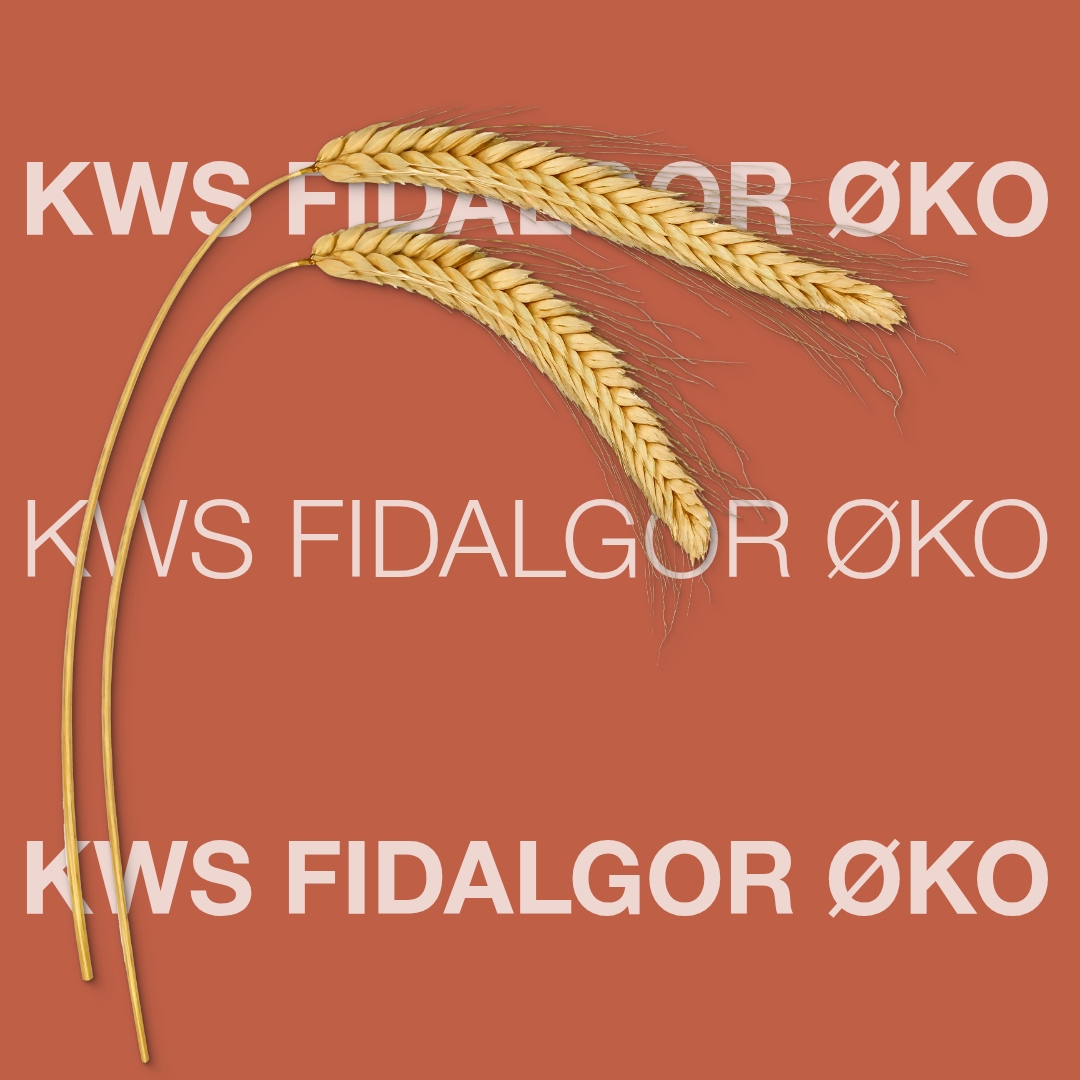 KWS_FIDALGOR_OKO_Keyvisual_DK.jpg