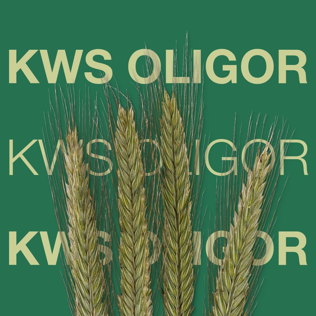 KWS_OLIGOR_Keyvisual_DK.jpg