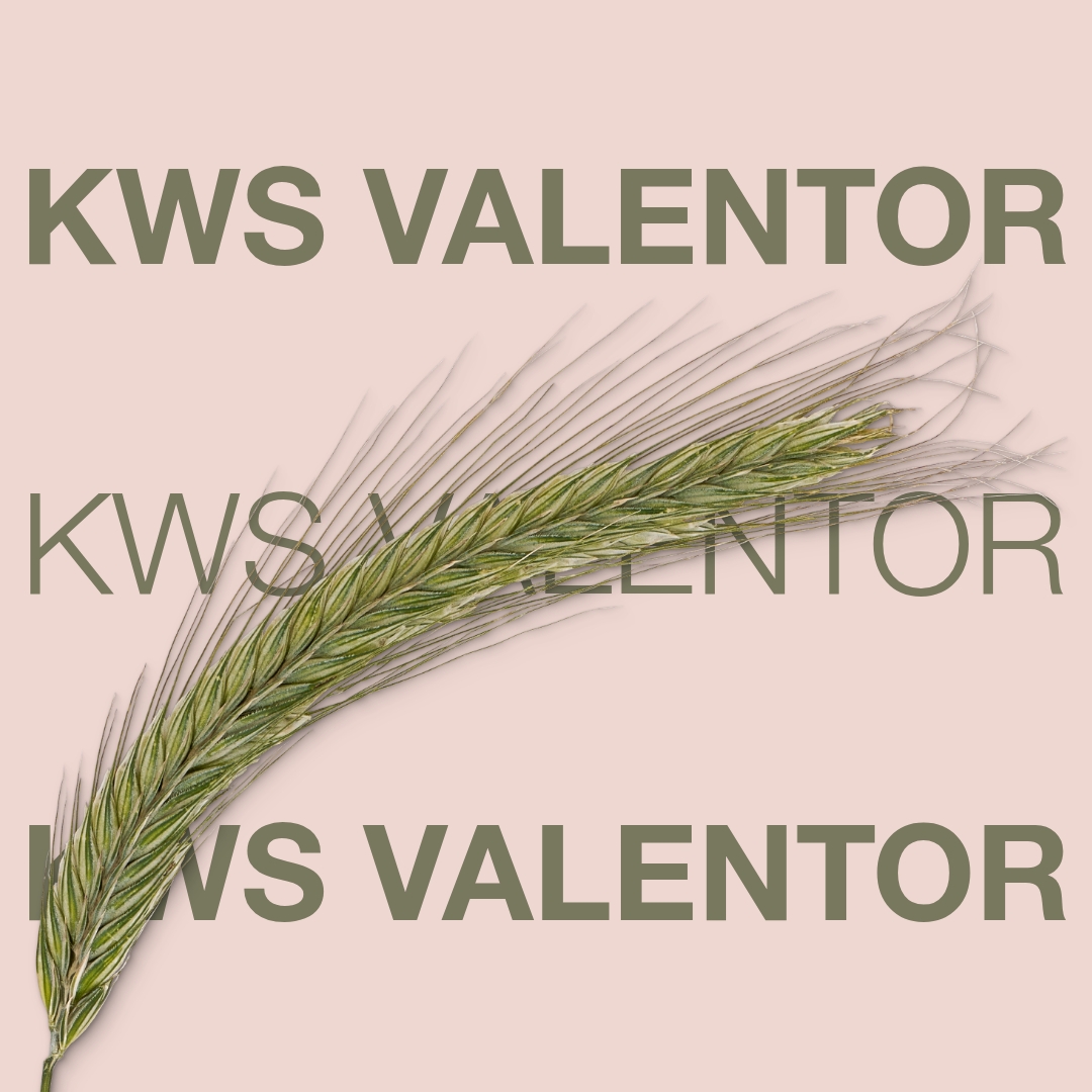 KWS_VALENTOR_Keyvisual_DK.jpg