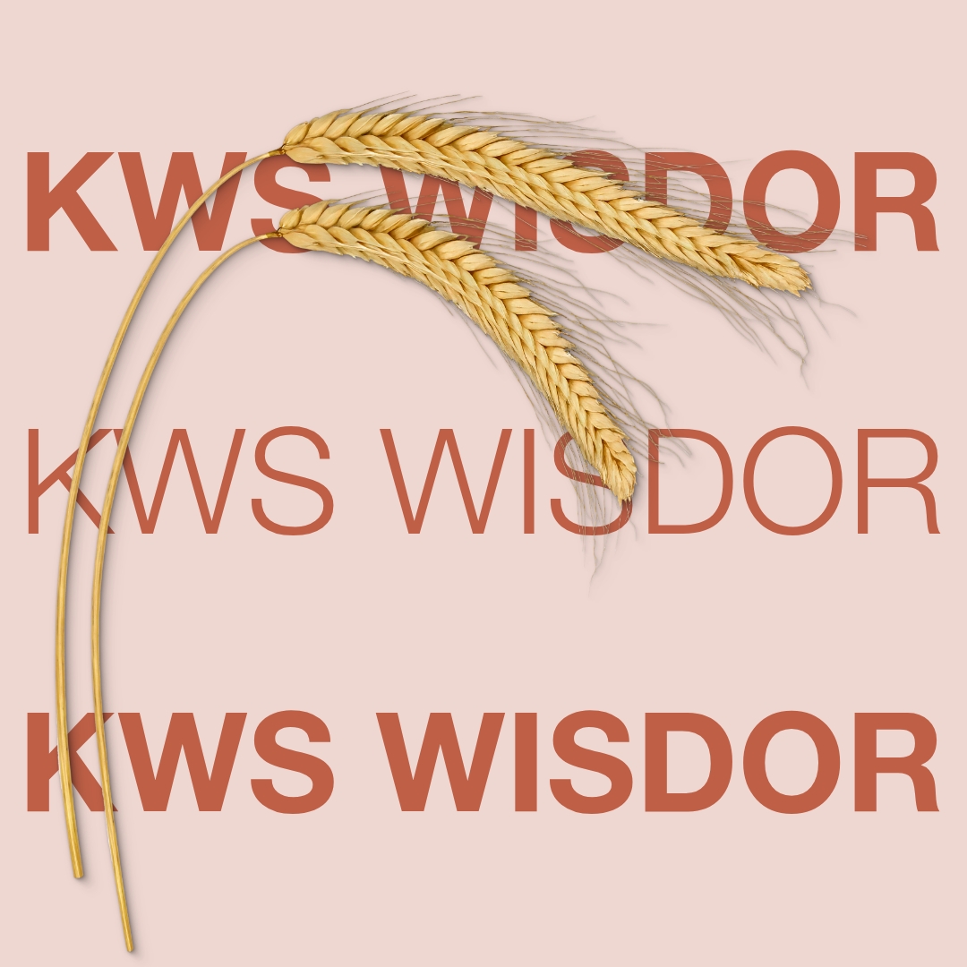 KWS_WISDOR_Keyvisual_DK.jpg