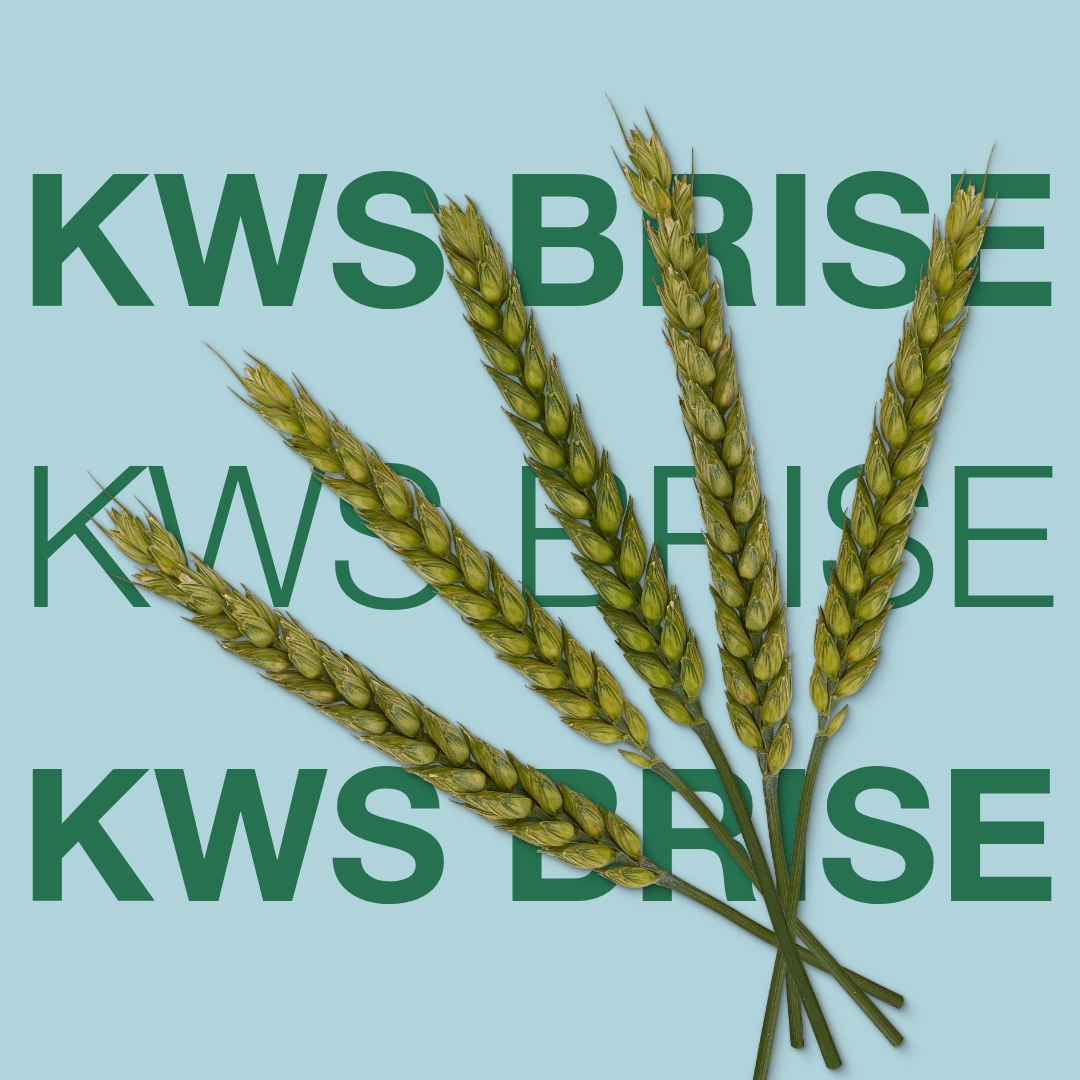 kws_brise_keyvisual_dk_1x1_1.jpg